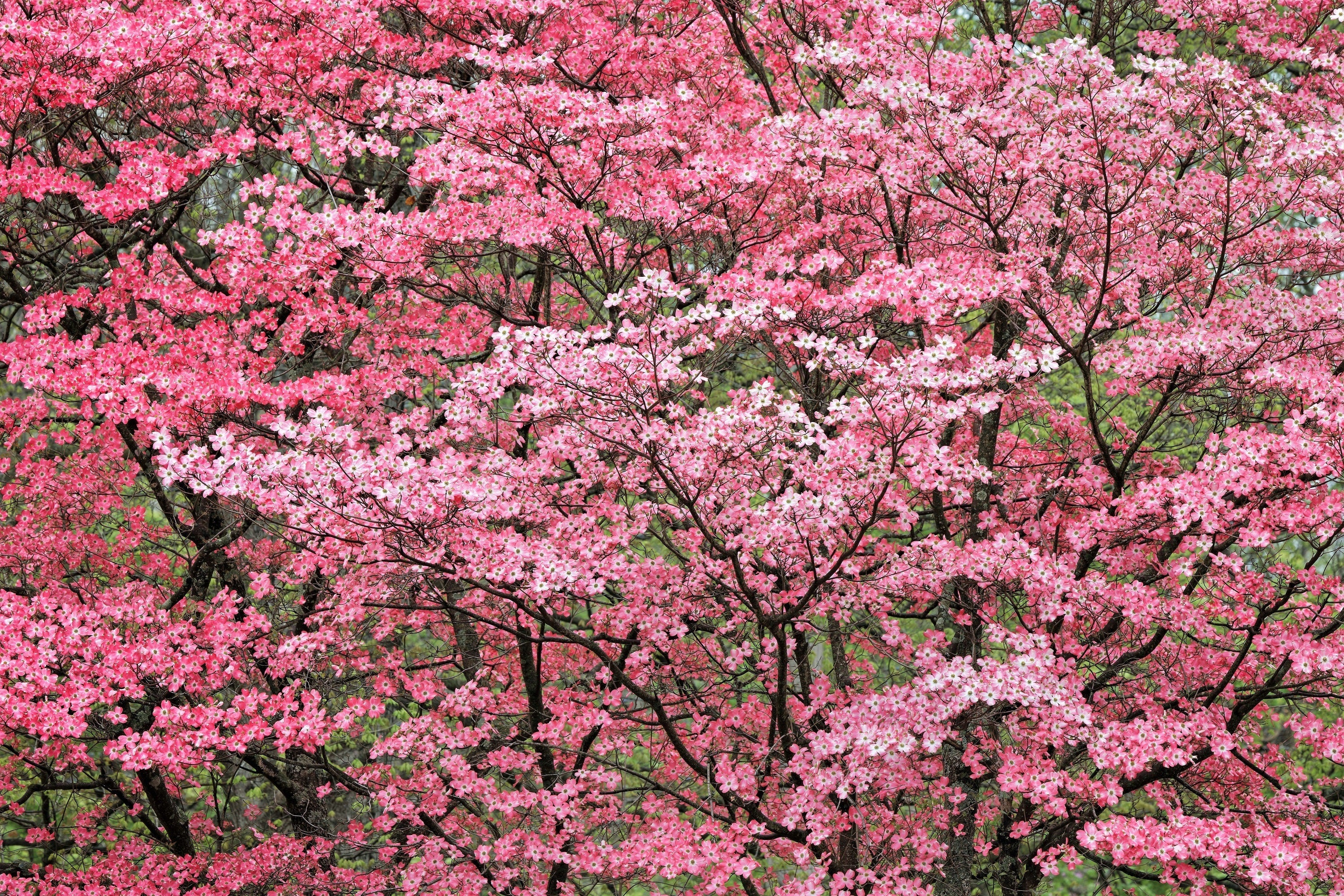 5 PINK FLOWERING DOGWOOD Tree Cornus Florida Rubra Native Ornamental Tree Seeds - Image 2