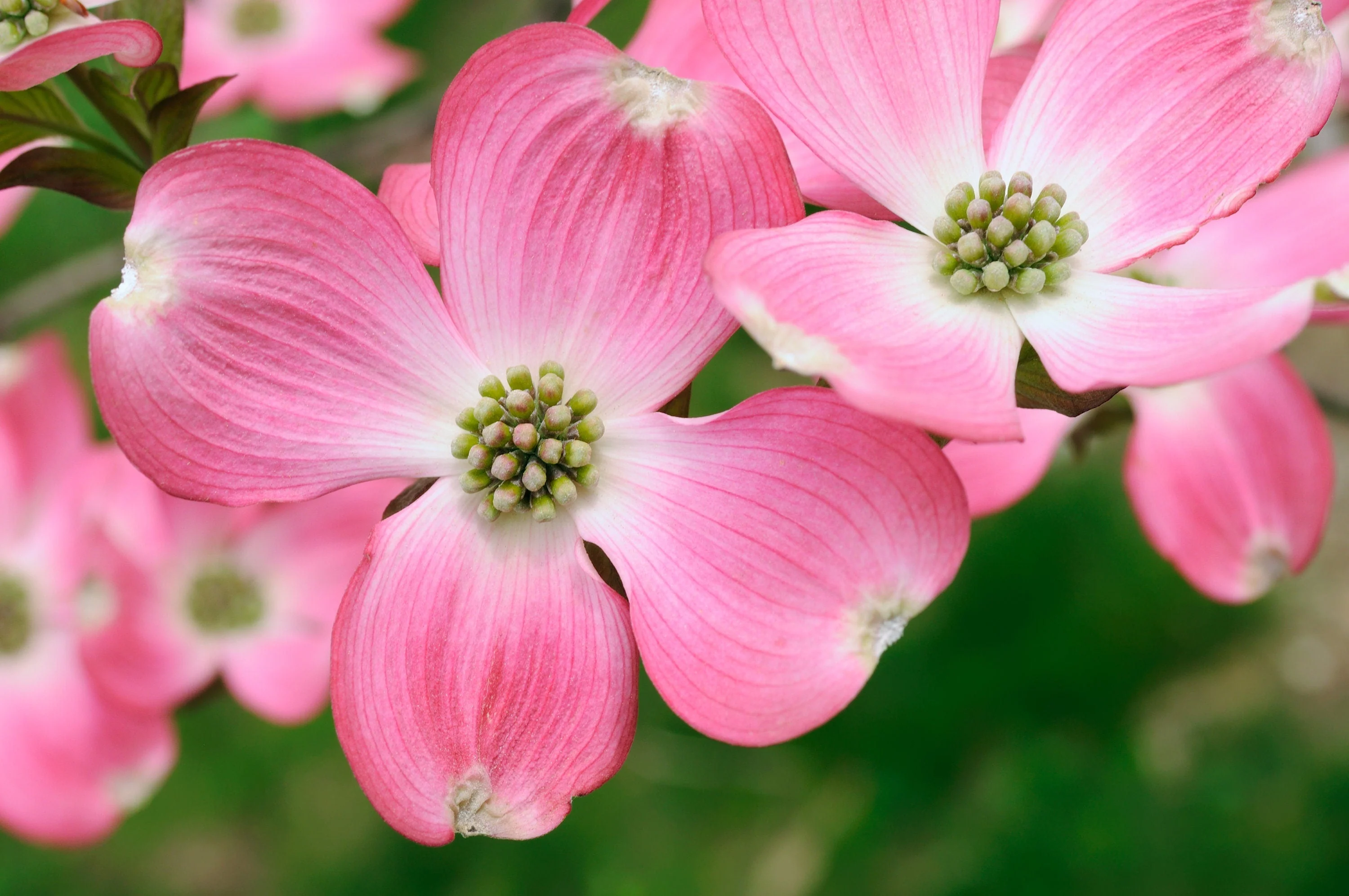 5 PINK FLOWERING DOGWOOD Tree Cornus Florida Rubra Native Ornamental Tree Seeds - Image 3