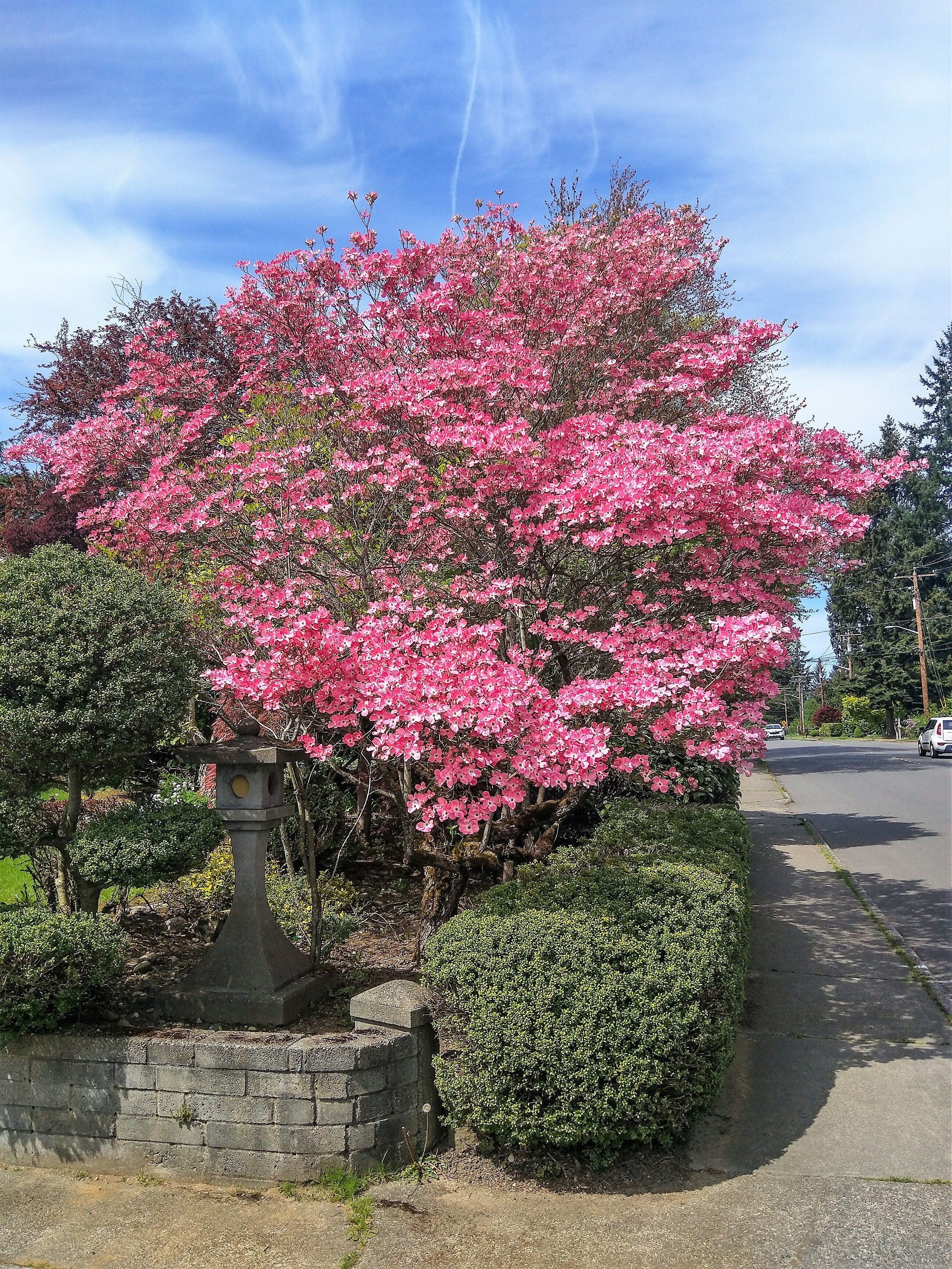 5 PINK FLOWERING DOGWOOD Tree Cornus Florida Rubra Native Ornamental Tree Seeds - Image 4