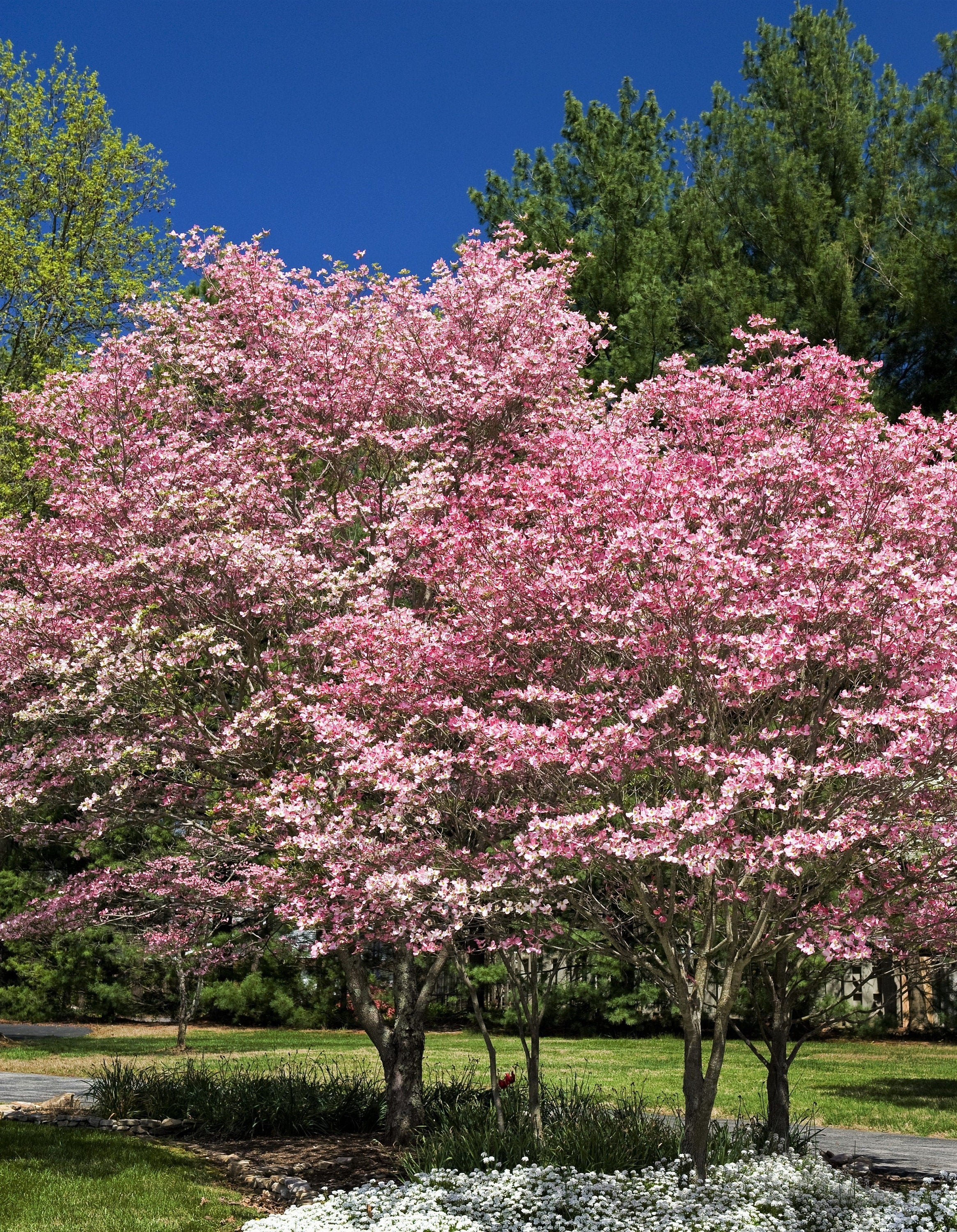 5 PINK FLOWERING DOGWOOD Tree Cornus Florida Rubra Native Ornamental Tree Seeds - Image 5