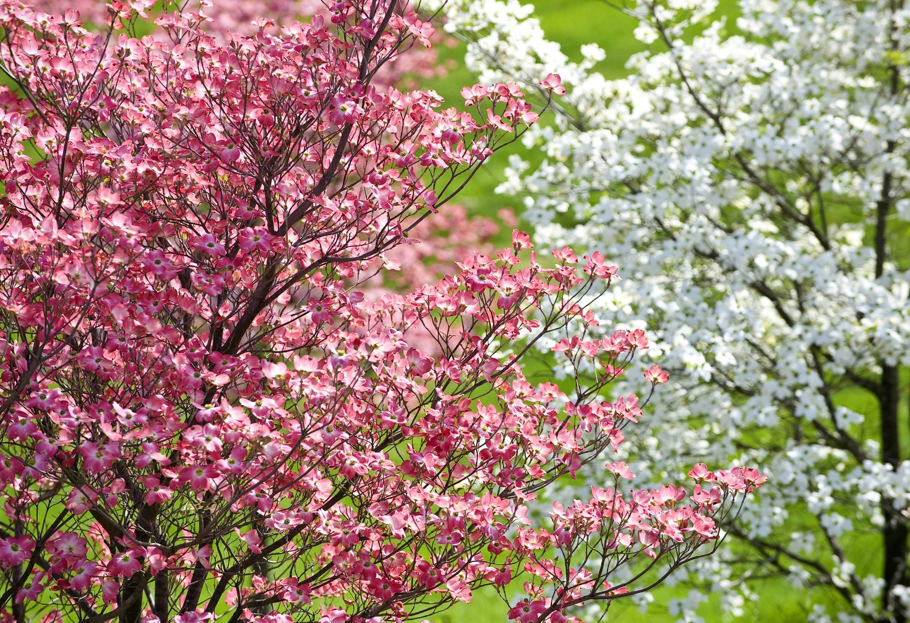 5 PINK FLOWERING DOGWOOD Tree Cornus Florida Rubra Native Ornamental Tree Seeds - Image 6