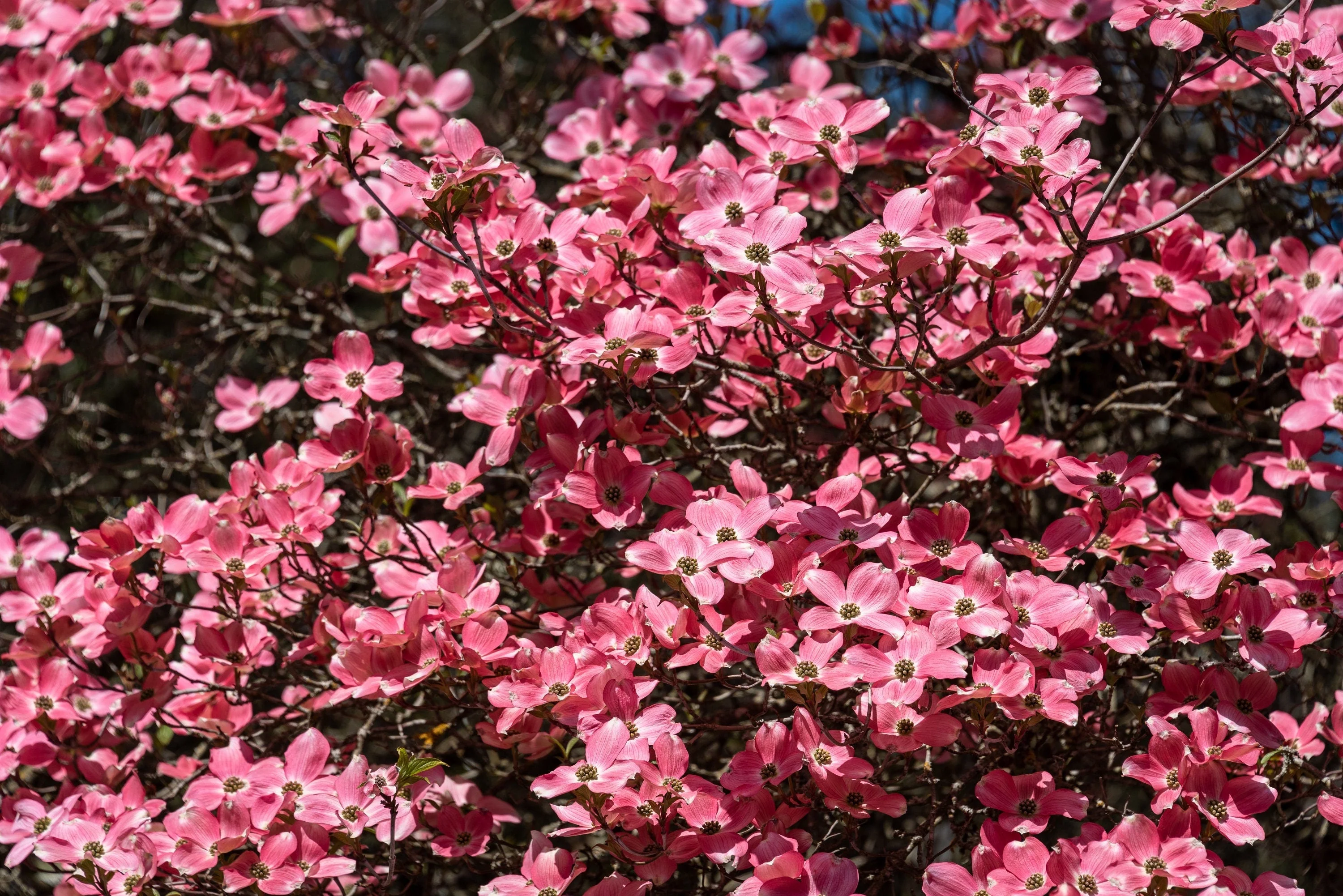 5 PINK FLOWERING DOGWOOD Tree Cornus Florida Rubra Native Ornamental Tree Seeds - Image 7