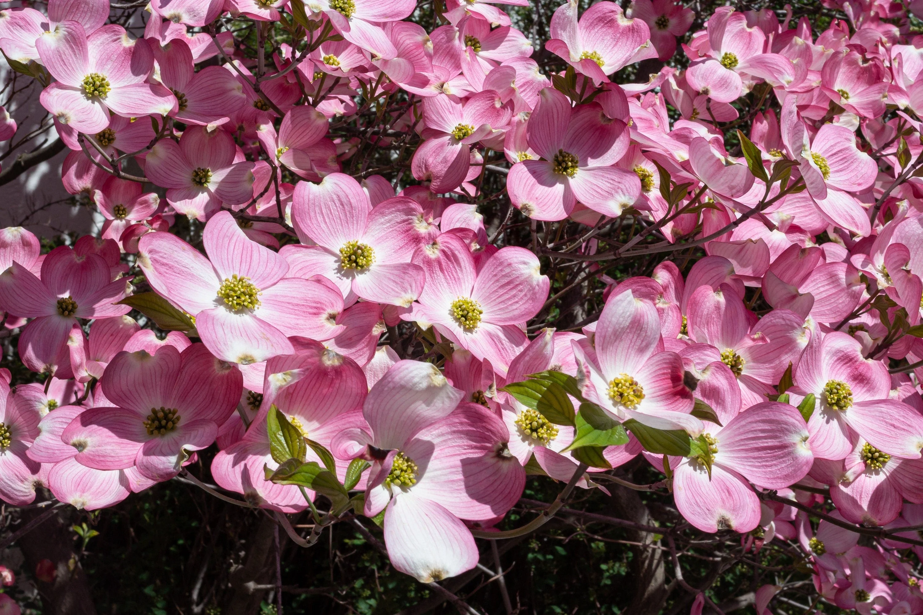 5 PINK FLOWERING DOGWOOD Tree Cornus Florida Rubra Native Ornamental Tree Seeds - Image 8