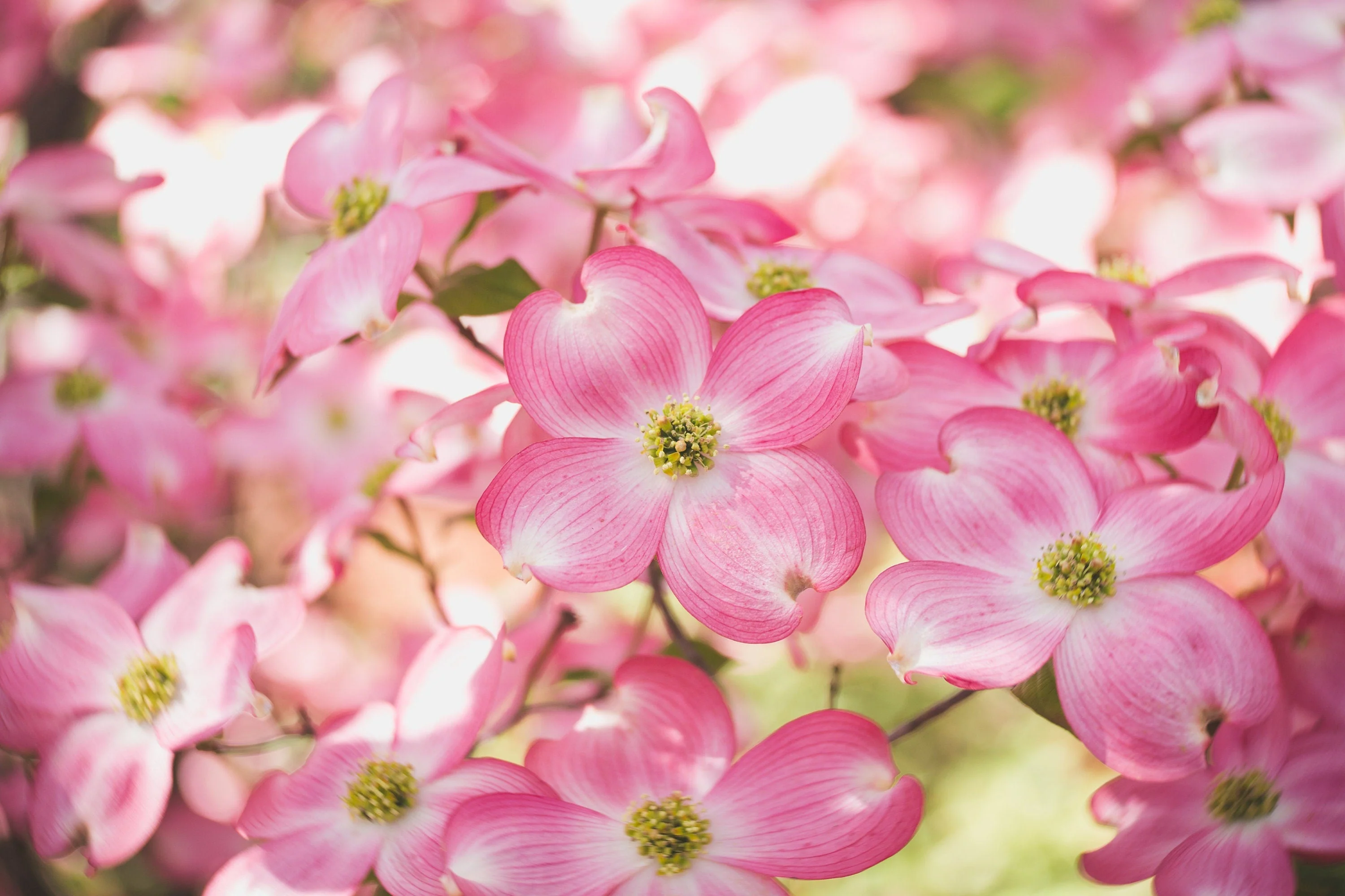 5 PINK FLOWERING DOGWOOD Tree Cornus Florida Rubra Native Ornamental Tree Seeds - Image 9