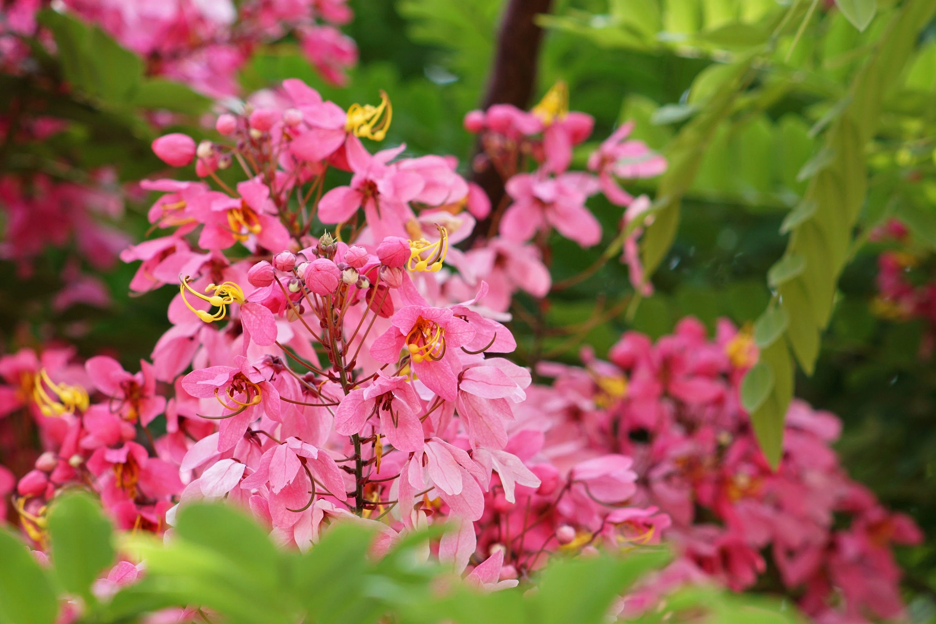 5 PINK SHOWER TREE Cassia Javanica aka Rainbow Shower & Apple Blossom Tree Two Tone Pink, White, Yellow Flower Seeds - Image 10