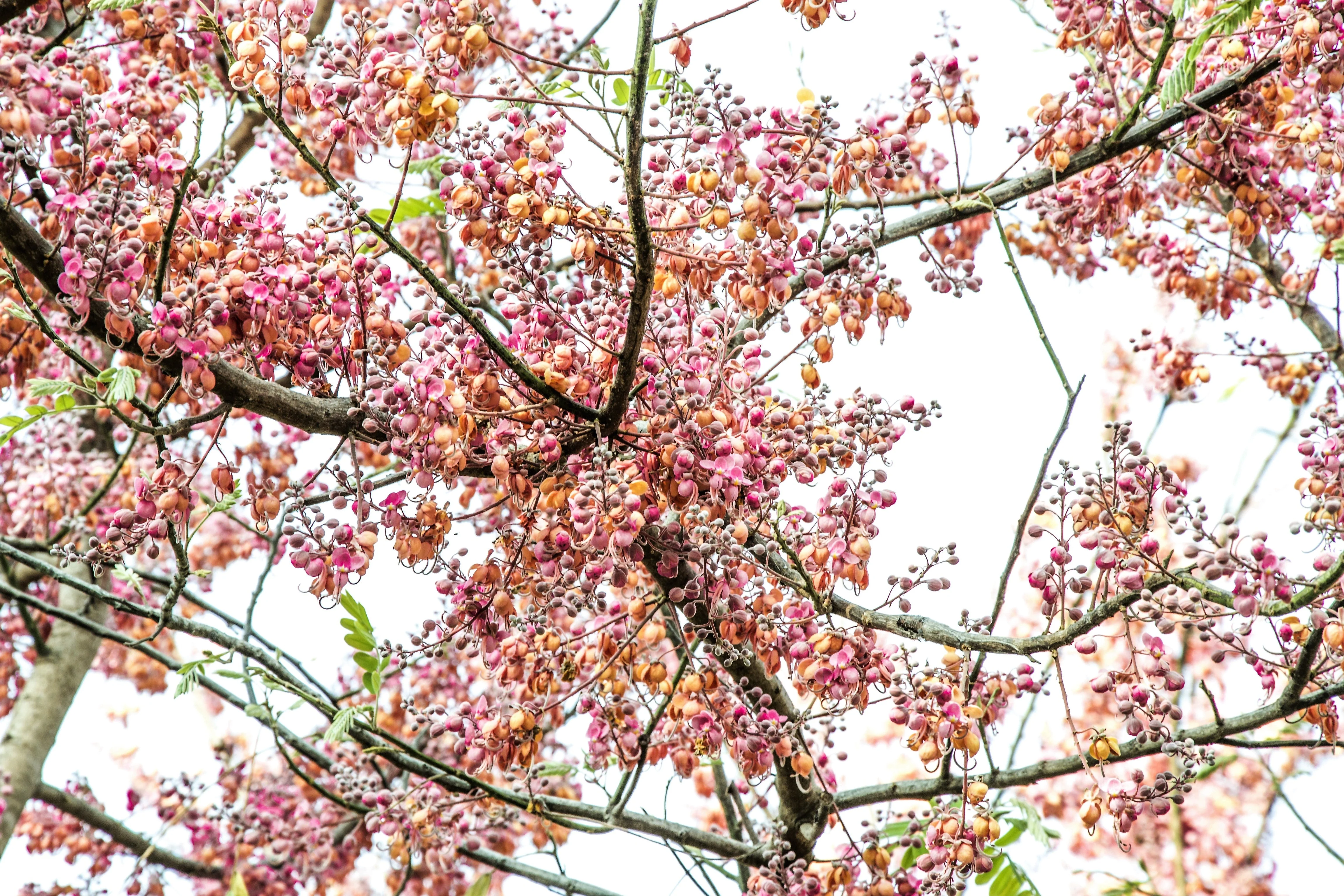 5 PINK SHOWER TREE Cassia Javanica aka Rainbow Shower & Apple Blossom Tree Two Tone Pink, White, Yellow Flower Seeds - Image 11