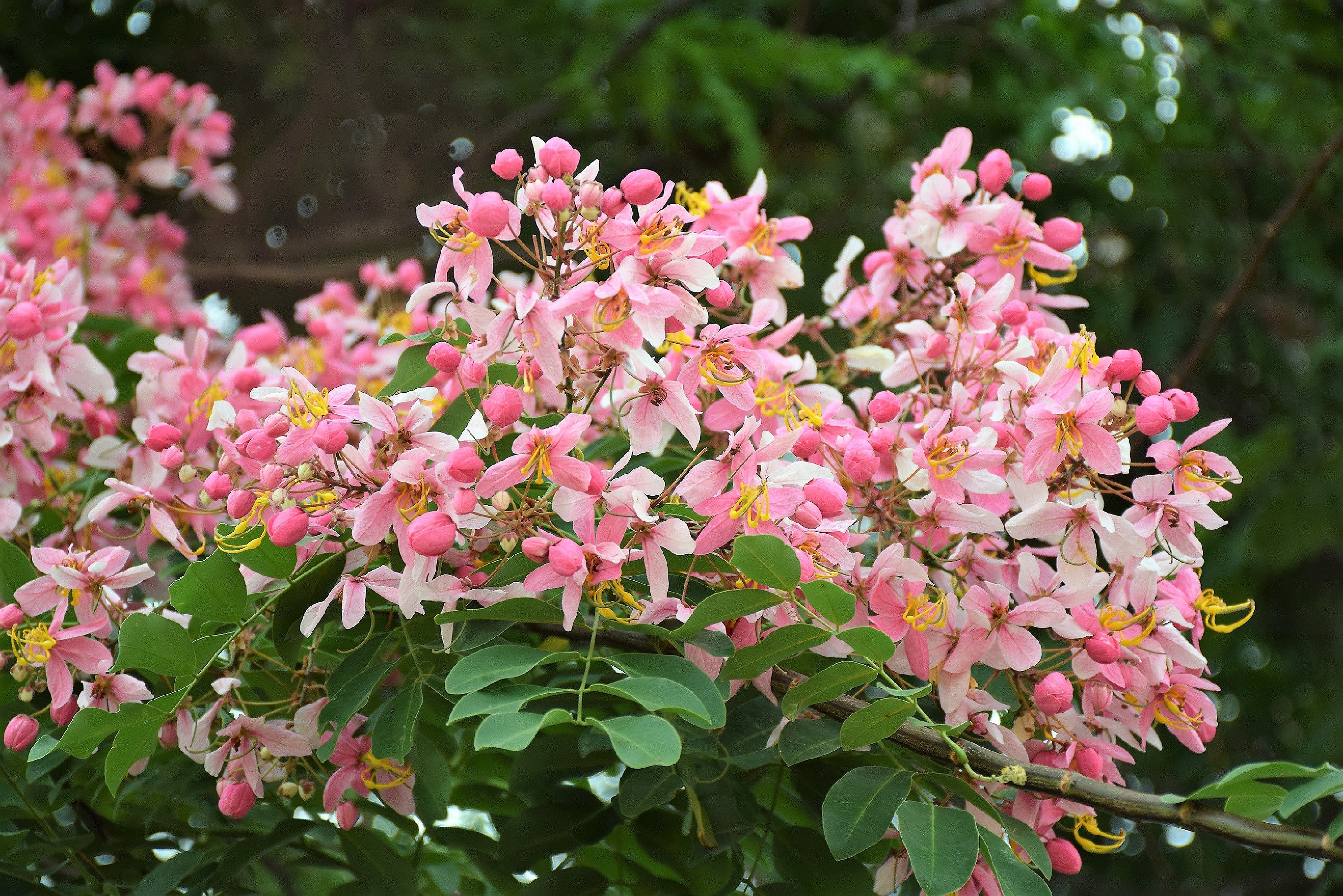 5 PINK SHOWER TREE Cassia Javanica aka Rainbow Shower & Apple Blossom Tree Two Tone Pink, White, Yellow Flower Seeds - Image 12