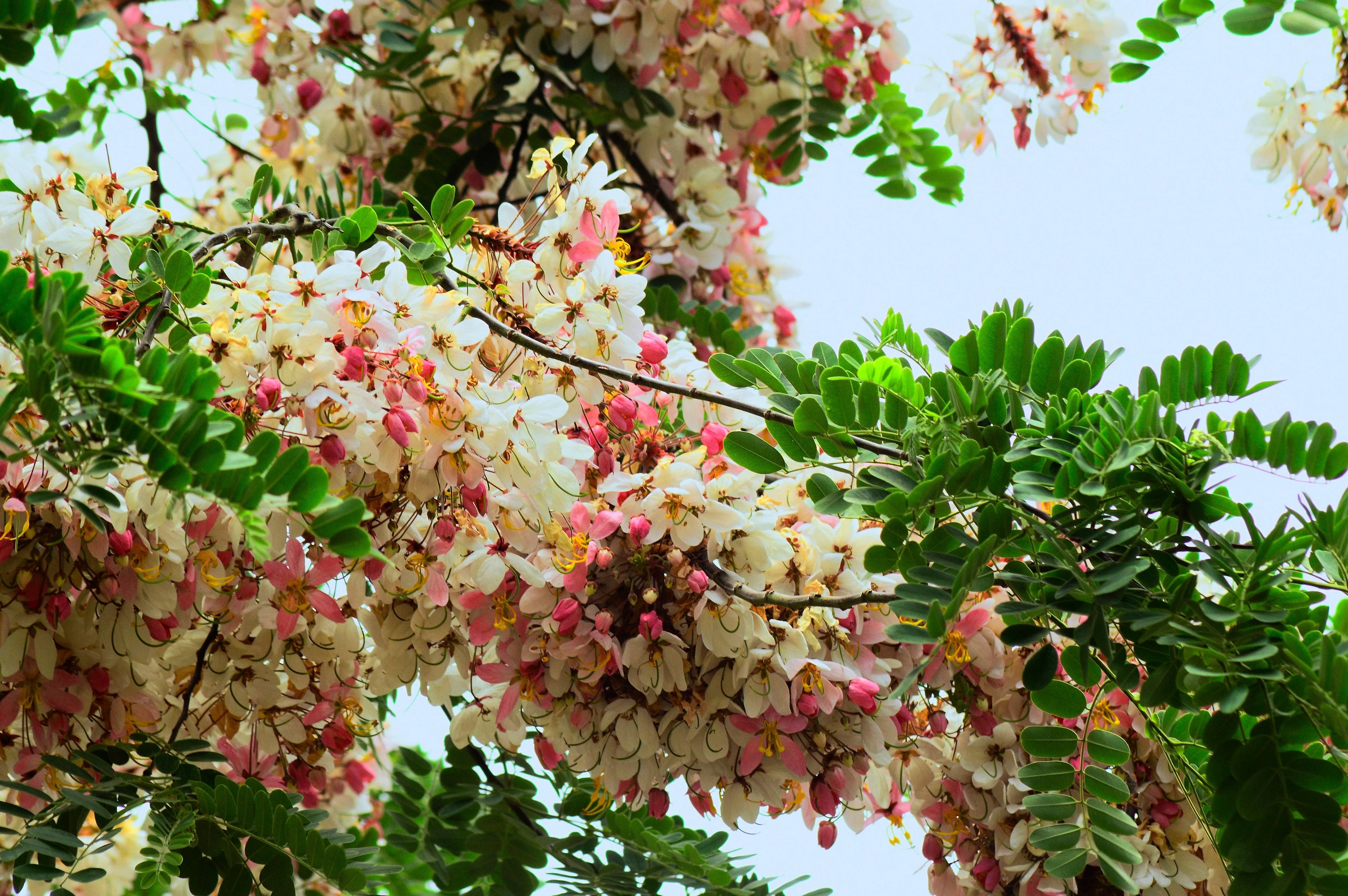 5 PINK SHOWER TREE Cassia Javanica aka Rainbow Shower & Apple Blossom Tree Two Tone Pink, White, Yellow Flower Seeds - Image 13