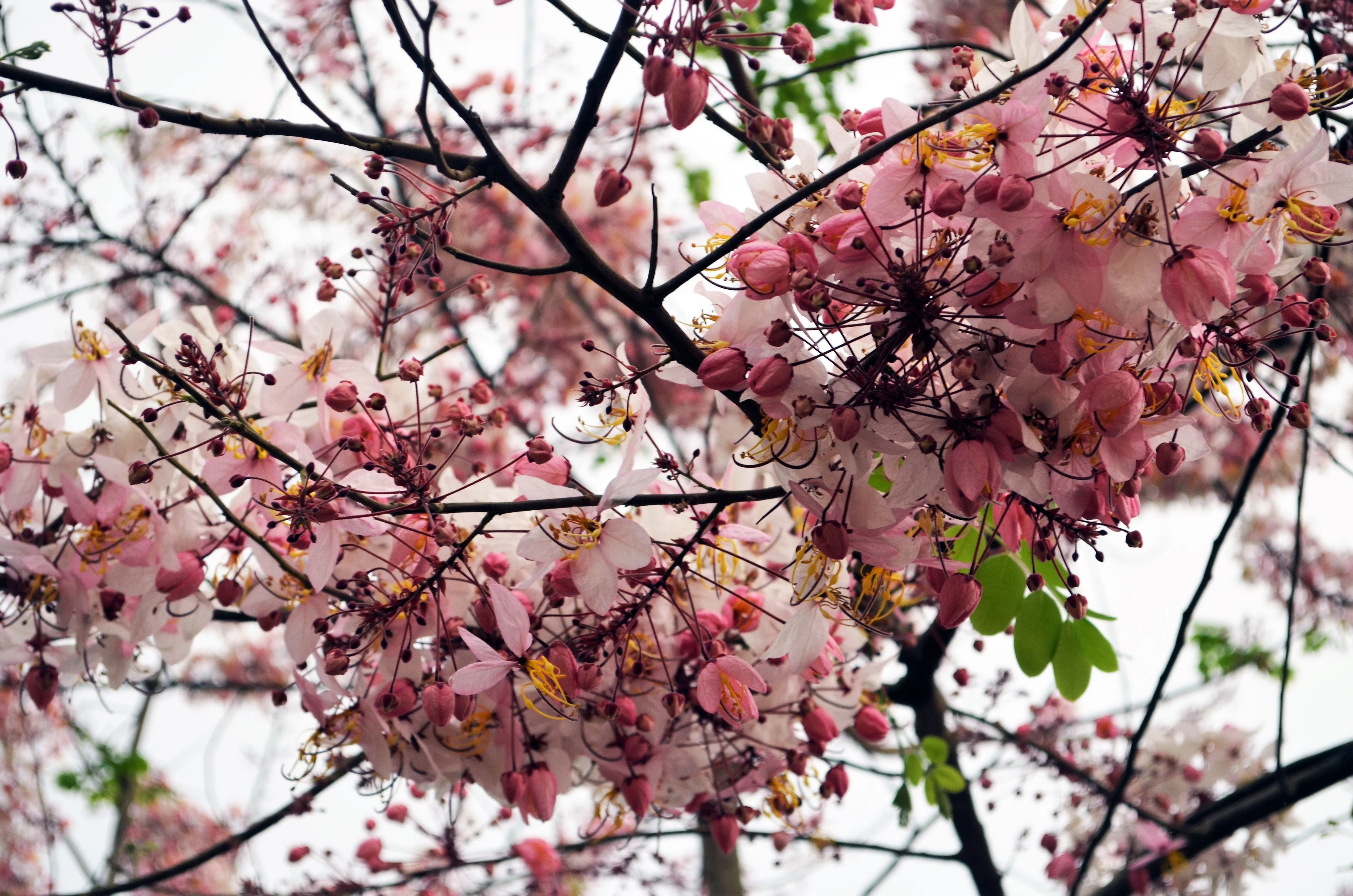 5 PINK SHOWER TREE Cassia Javanica aka Rainbow Shower & Apple Blossom Tree Two Tone Pink, White, Yellow Flower Seeds - Image 14