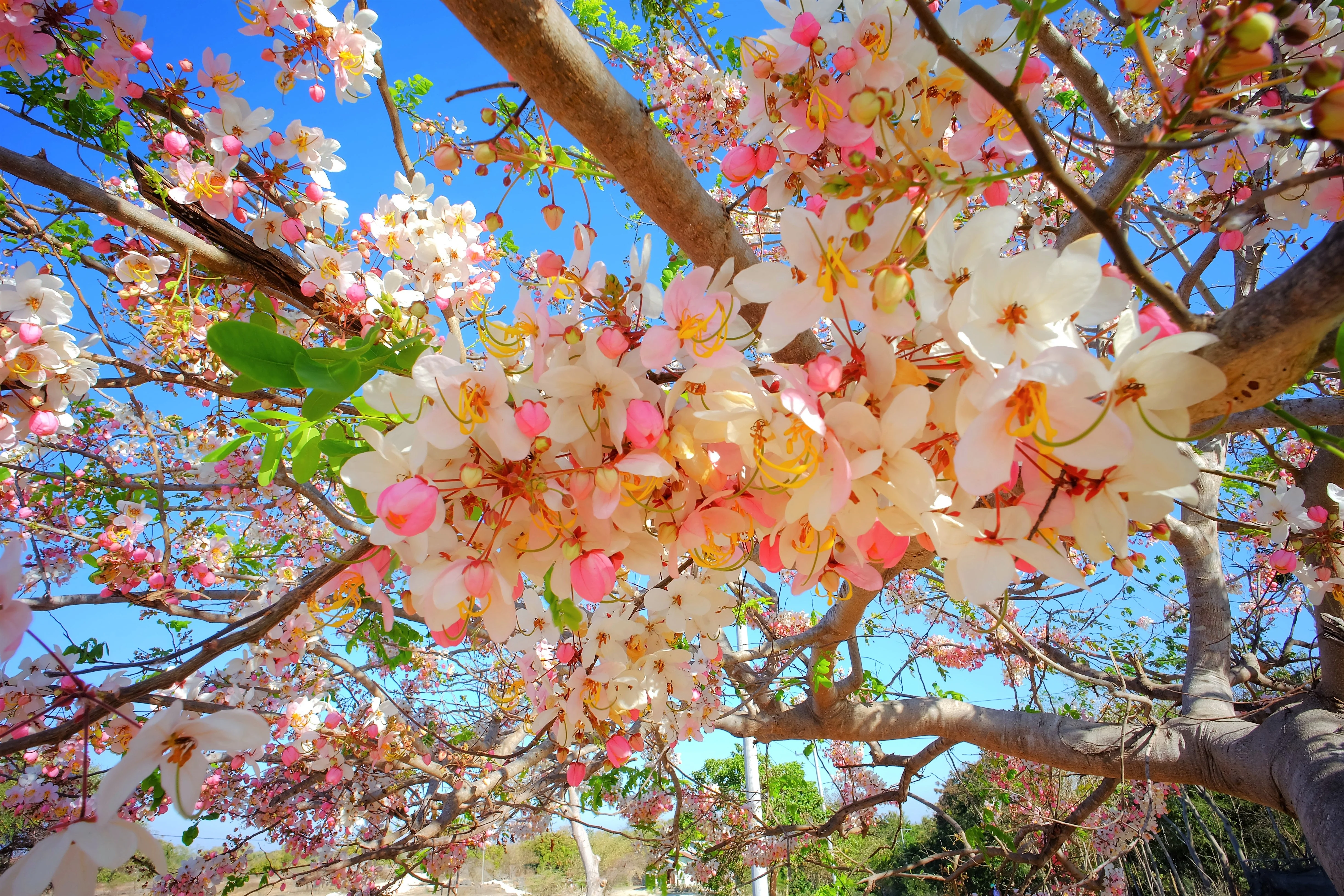 5 PINK SHOWER TREE Cassia Javanica aka Rainbow Shower & Apple Blossom Tree Two Tone Pink, White, Yellow Flower Seeds - Image 15