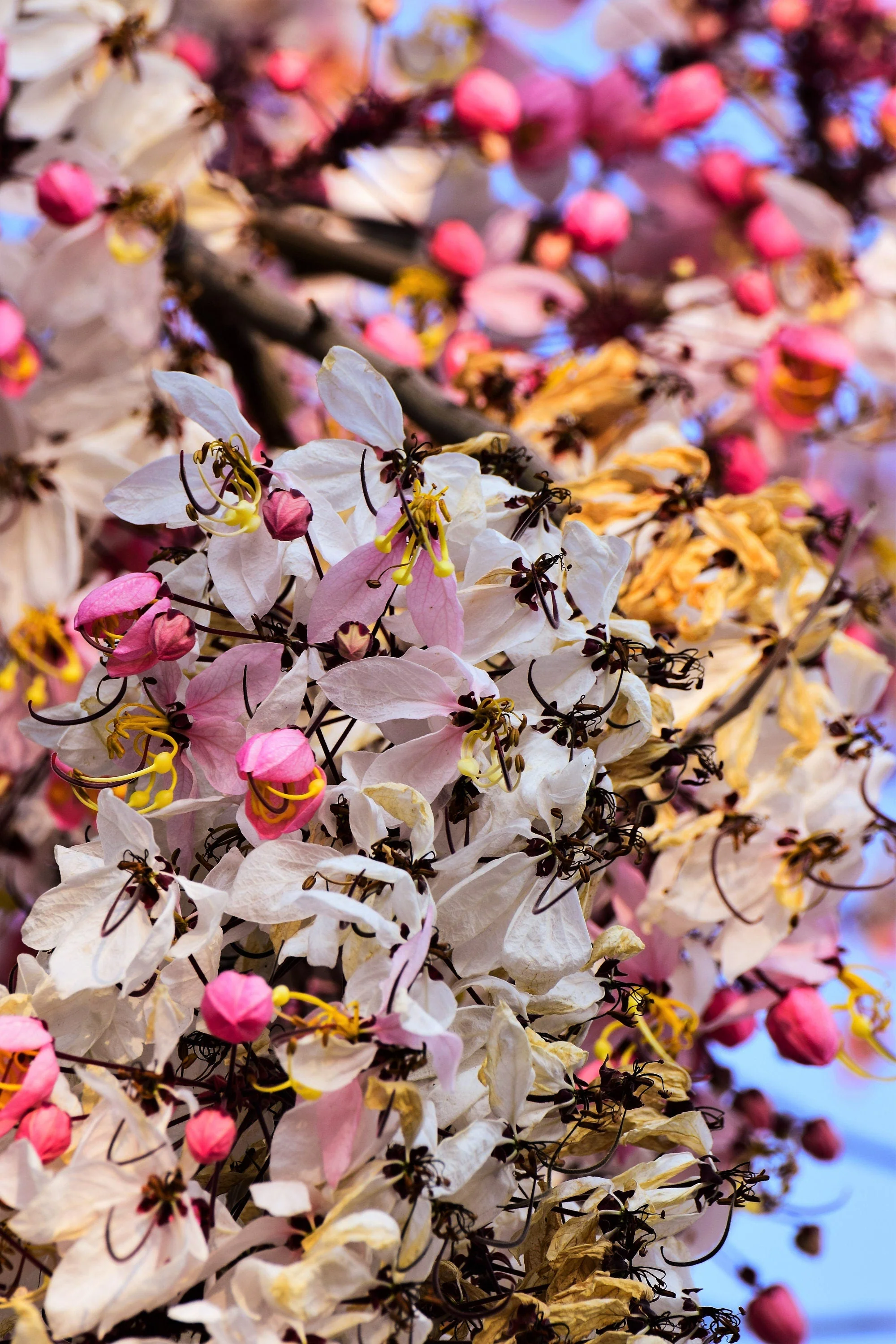 5 PINK SHOWER TREE Cassia Javanica aka Rainbow Shower & Apple Blossom Tree Two Tone Pink, White, Yellow Flower Seeds - Image 16
