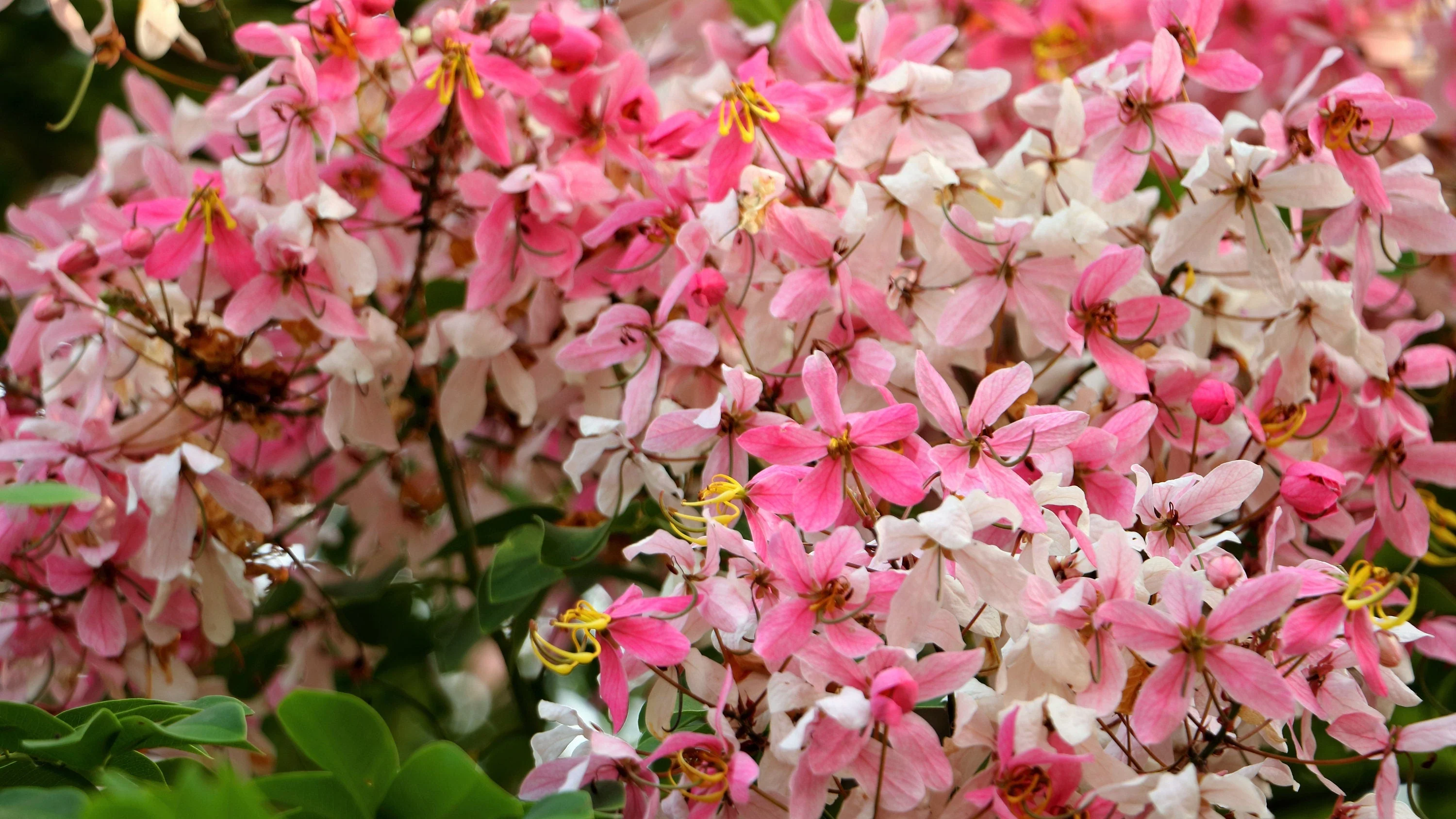5 PINK SHOWER TREE Cassia Javanica aka Rainbow Shower & Apple Blossom Tree Two Tone Pink, White, Yellow Flower Seeds - Image 2