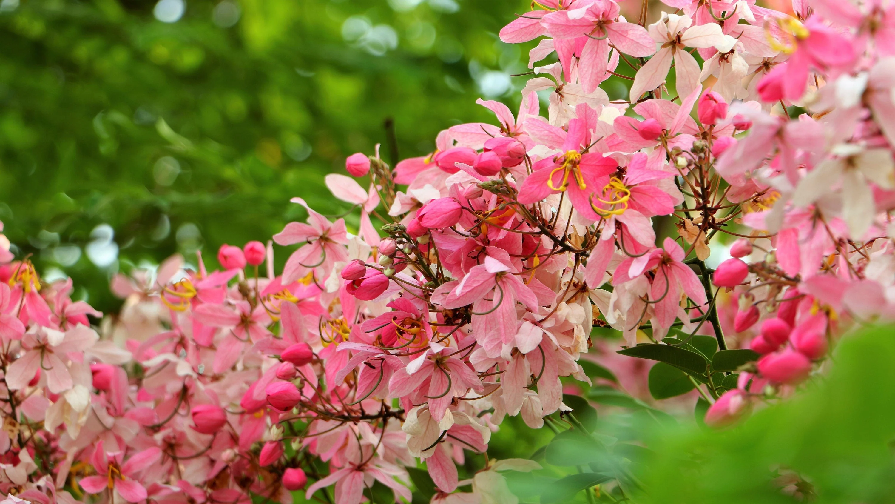5 PINK SHOWER TREE Cassia Javanica aka Rainbow Shower & Apple Blossom Tree Two Tone Pink, White, Yellow Flower Seeds - Image 3