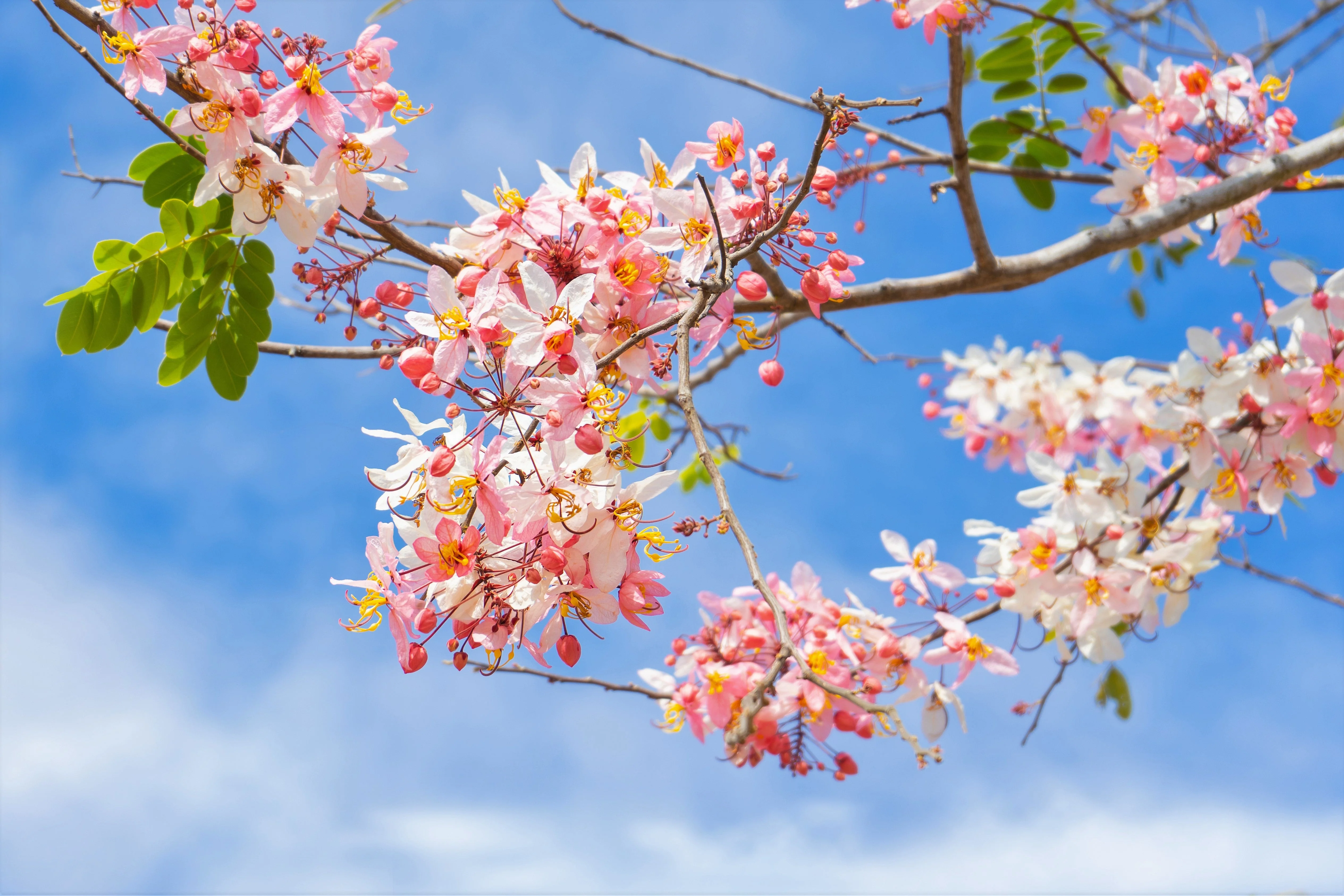 5 PINK SHOWER TREE Cassia Javanica aka Rainbow Shower & Apple Blossom Tree Two Tone Pink, White, Yellow Flower Seeds - Image 4