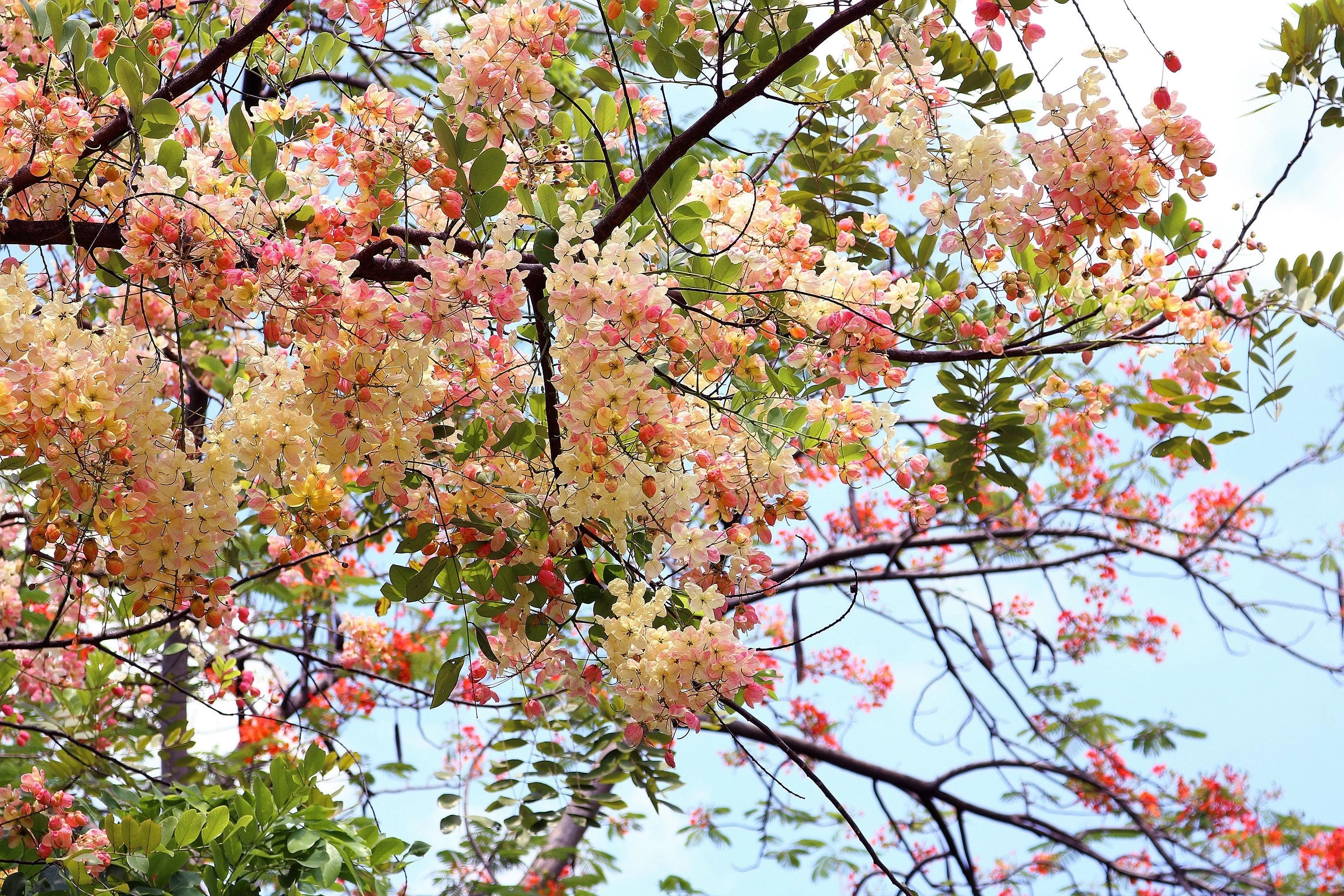 5 PINK SHOWER TREE Cassia Javanica aka Rainbow Shower & Apple Blossom Tree Two Tone Pink, White, Yellow Flower Seeds - Image 5