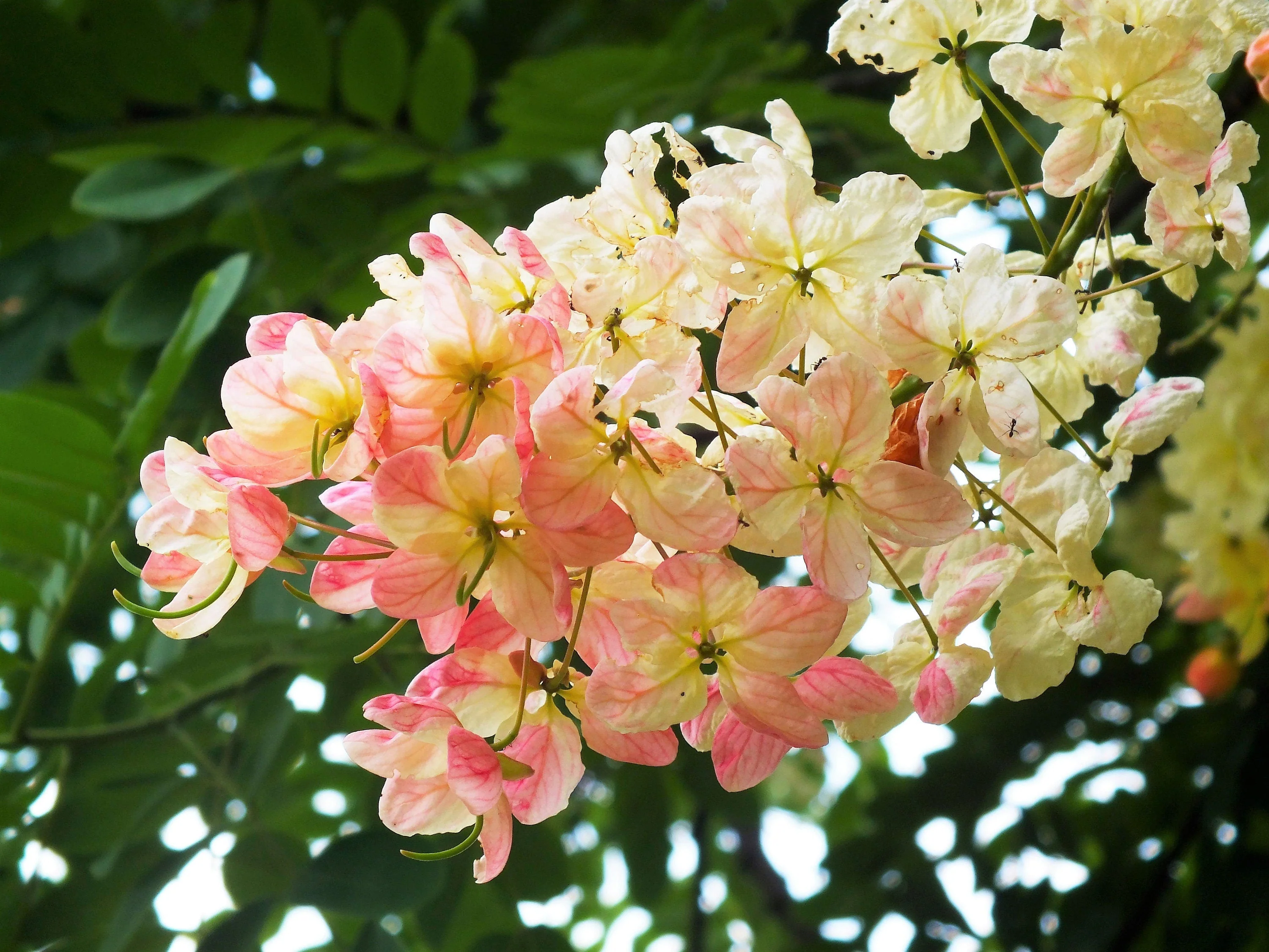 5 PINK SHOWER TREE Cassia Javanica aka Rainbow Shower & Apple Blossom Tree Two Tone Pink, White, Yellow Flower Seeds - Image 6