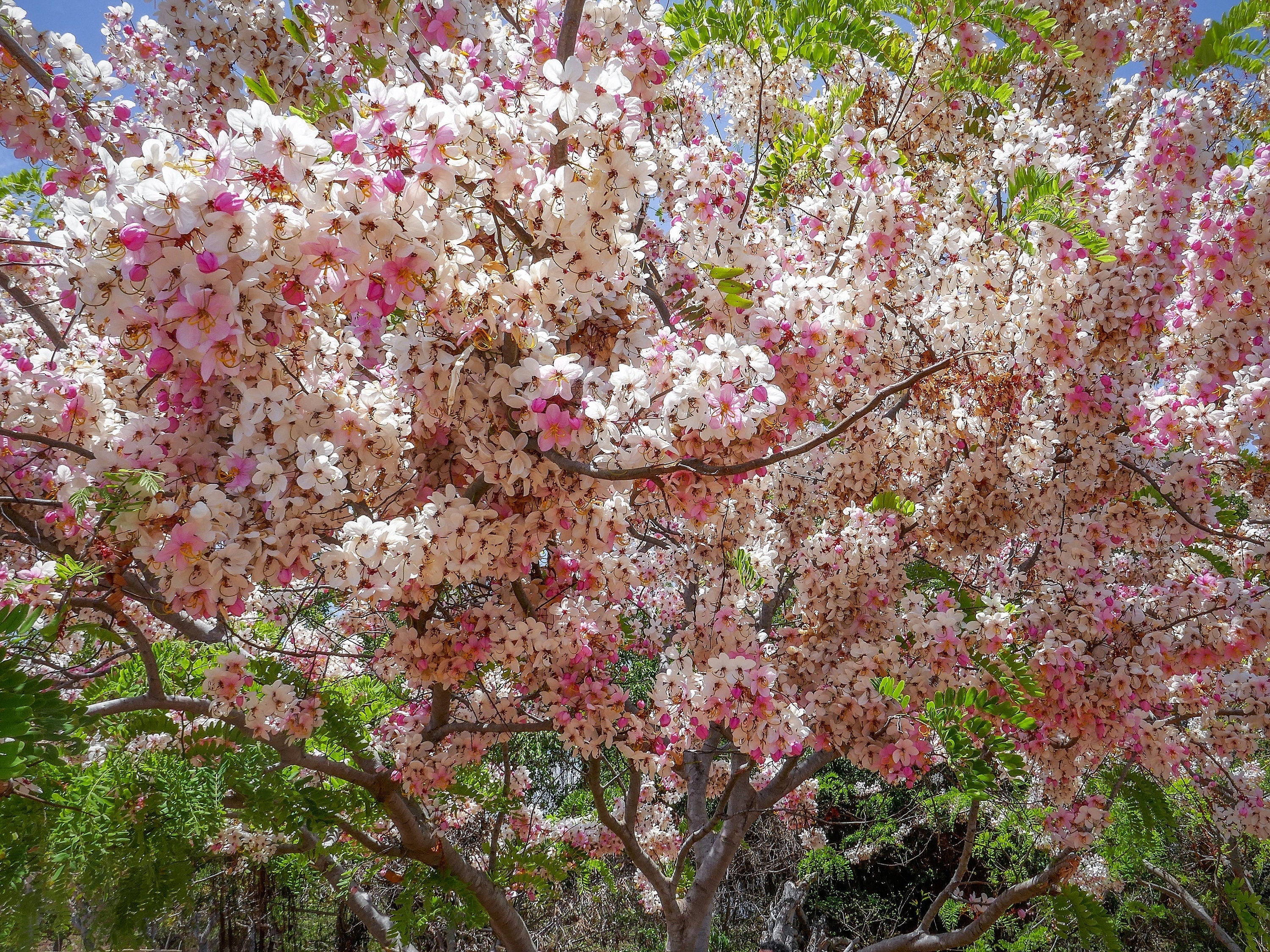 5 PINK SHOWER TREE Cassia Javanica aka Rainbow Shower & Apple Blossom Tree Two Tone Pink, White, Yellow Flower Seeds - Image 7