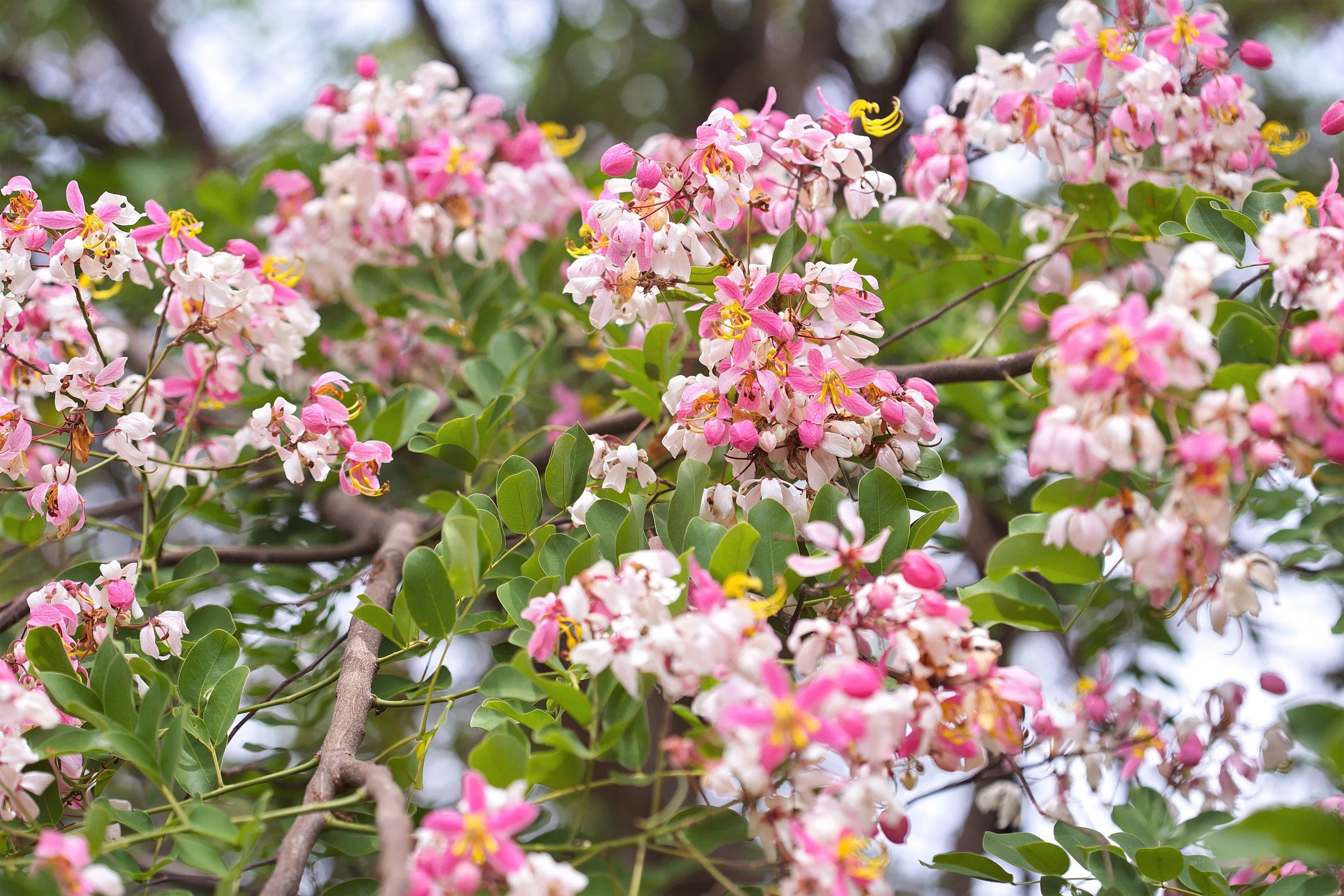 5 PINK SHOWER TREE Cassia Javanica aka Rainbow Shower & Apple Blossom Tree Two Tone Pink, White, Yellow Flower Seeds - Image 8