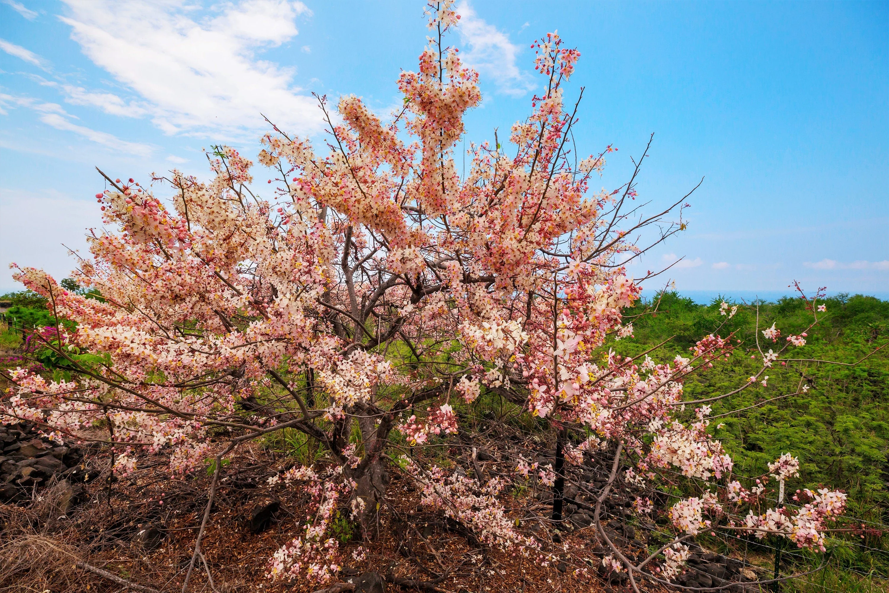 5 PINK SHOWER TREE Cassia Javanica aka Rainbow Shower & Apple Blossom Tree Two Tone Pink, White, Yellow Flower Seeds - Image 9