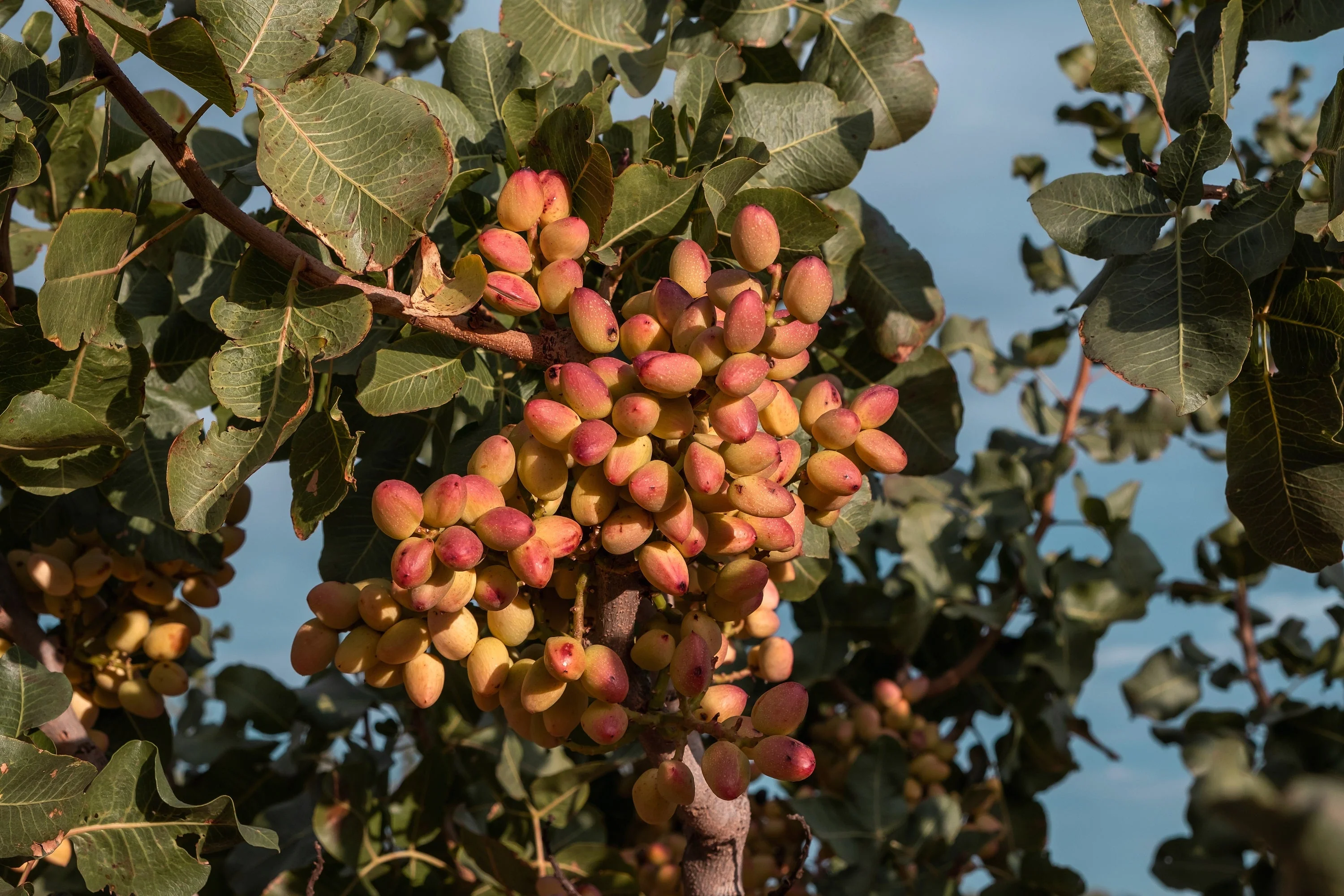 5 PISTACHIO NUT TREE Pistacia Vera Fruit Red Flowers Seeds - Image 2