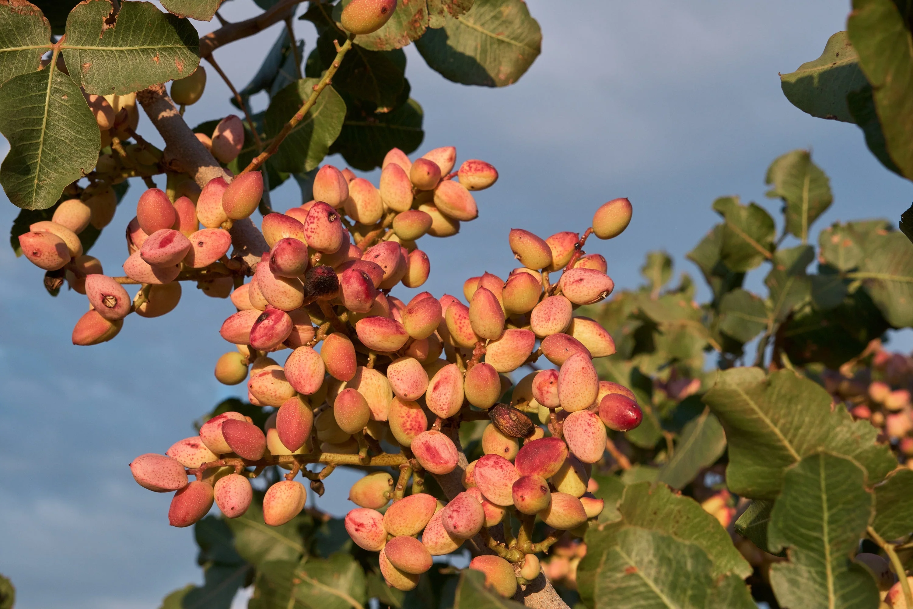 5 PISTACHIO NUT TREE Pistacia Vera Fruit Red Flowers Seeds - Image 3