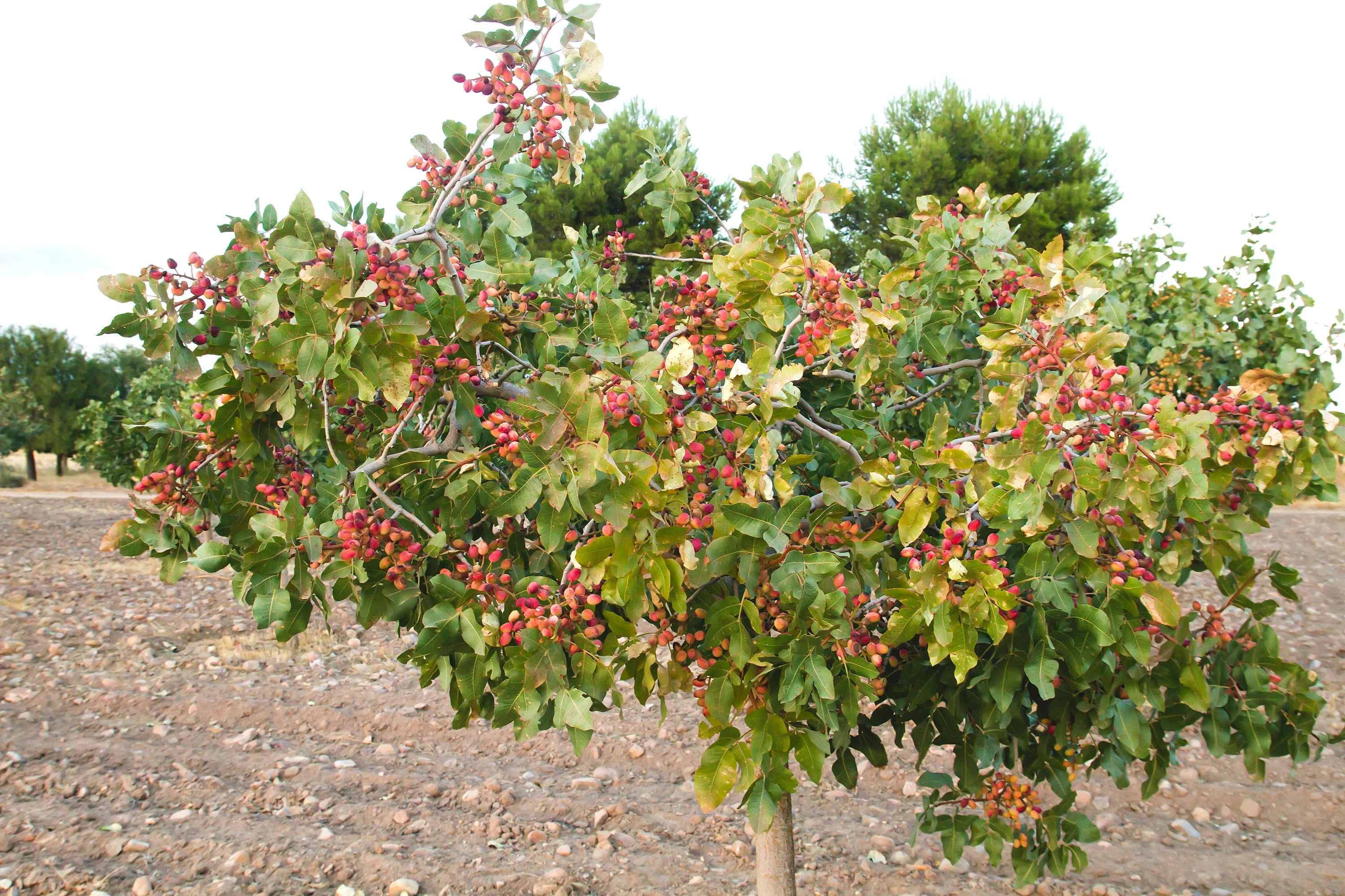 5 PISTACHIO NUT TREE Pistacia Vera Fruit Red Flowers Seeds - Image 4