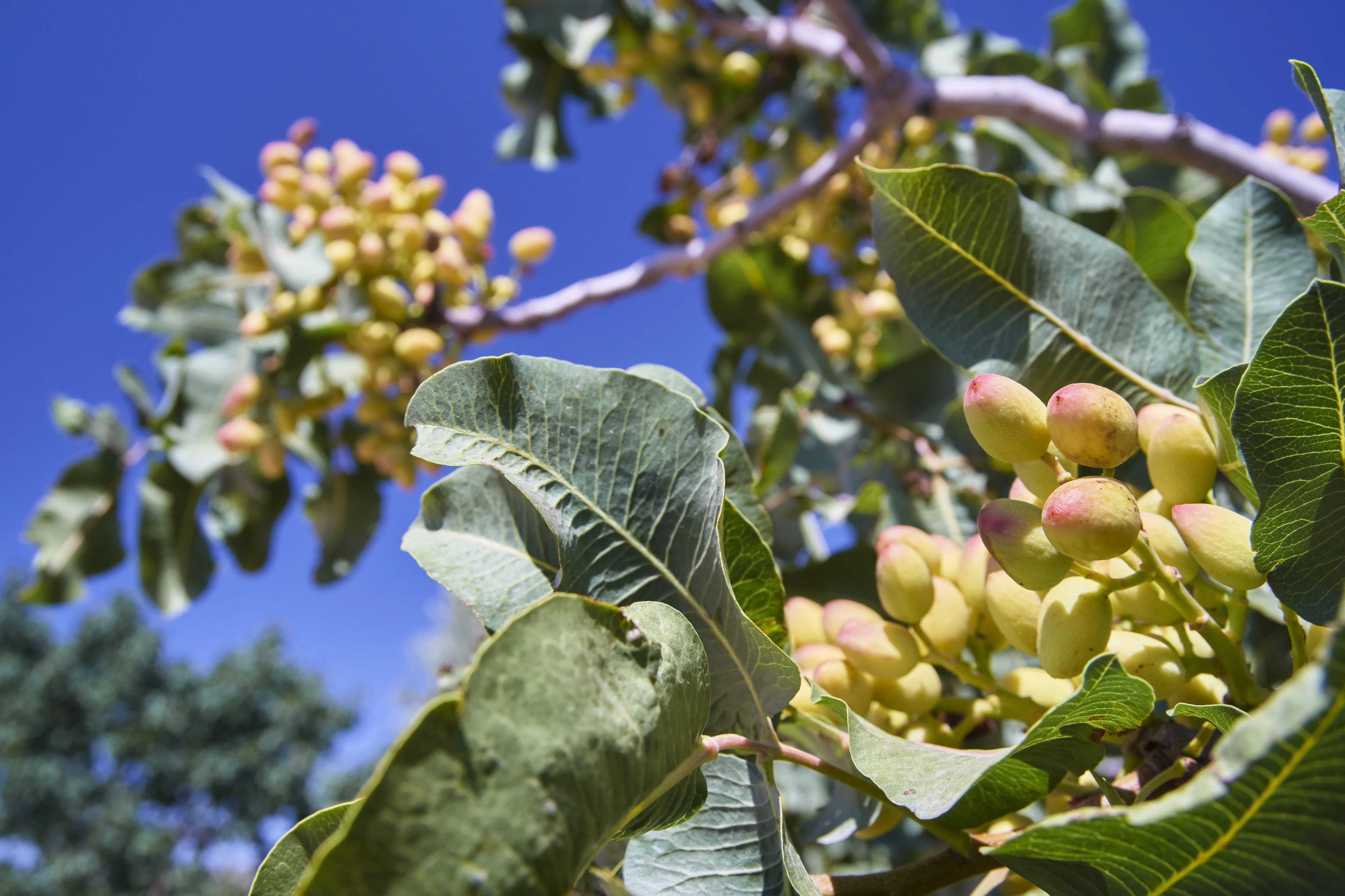 5 PISTACHIO NUT TREE Pistacia Vera Fruit Red Flowers Seeds - Image 5
