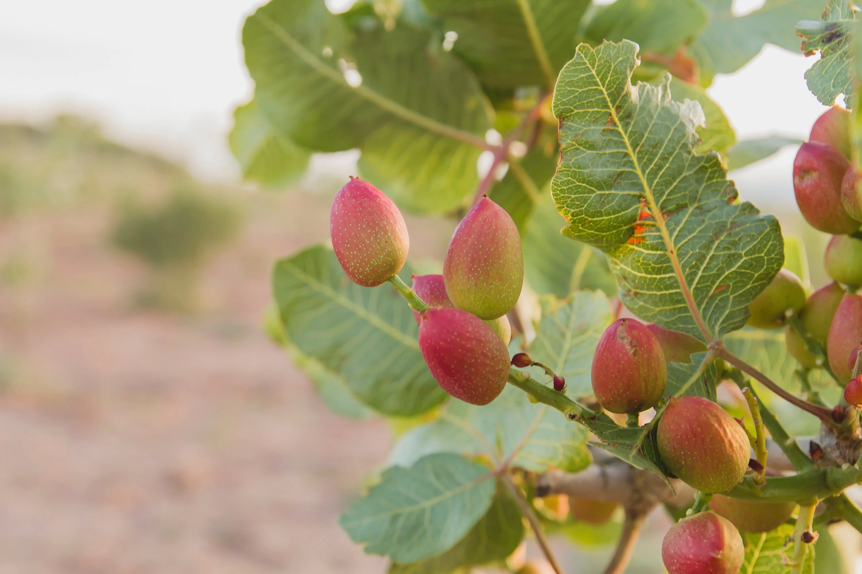 5 PISTACHIO NUT TREE Pistacia Vera Fruit Red Flowers Seeds - Image 6