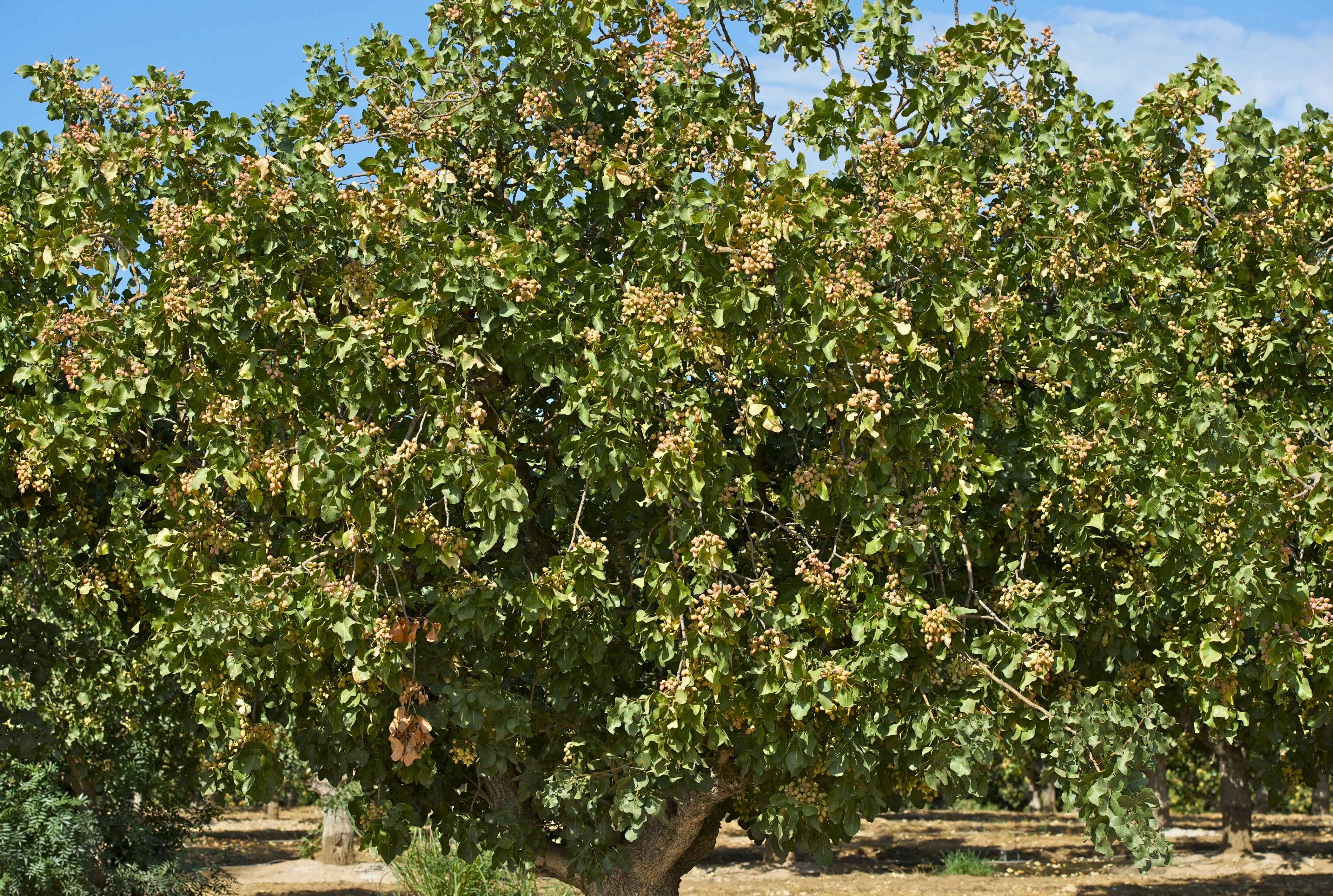 5 PISTACHIO NUT TREE Pistacia Vera Fruit Red Flowers Seeds - Image 8