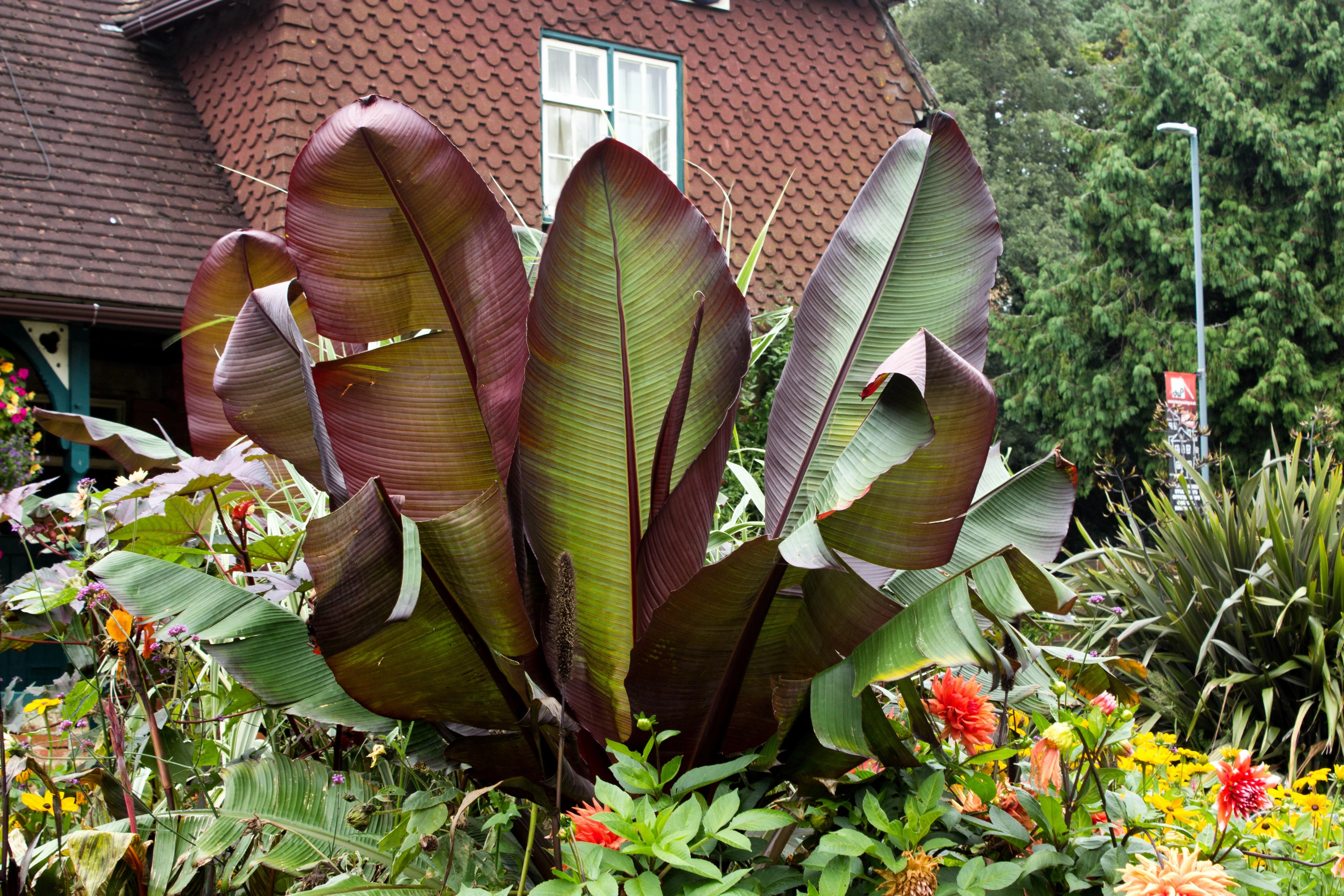 5 RED ABYSSINIAN BANANA Musa Ensete Ventricosum Flowering Fruit Tree Seeds - Image 10