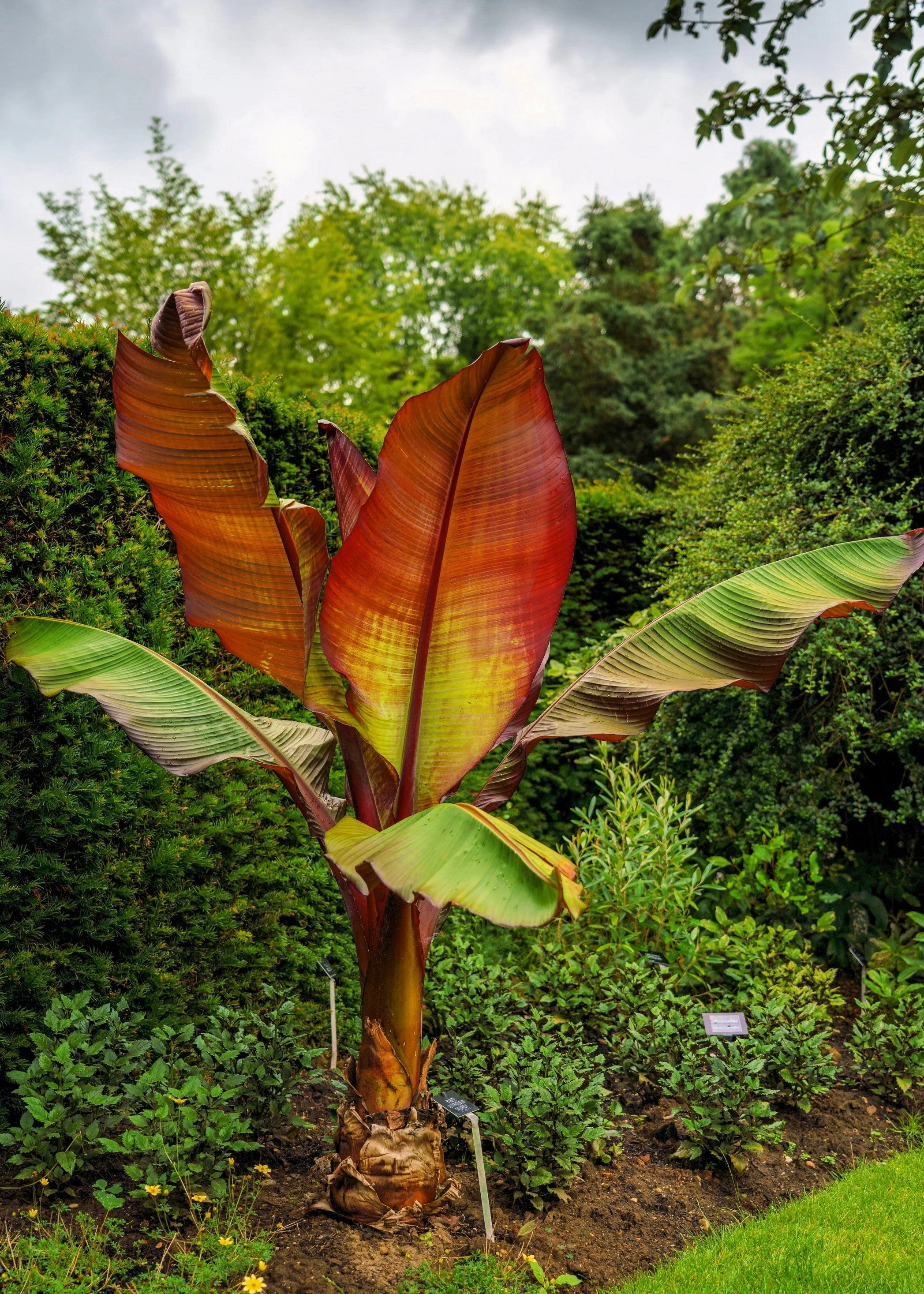 5 RED ABYSSINIAN BANANA Musa Ensete Ventricosum Flowering Fruit Tree Seeds - Image 12