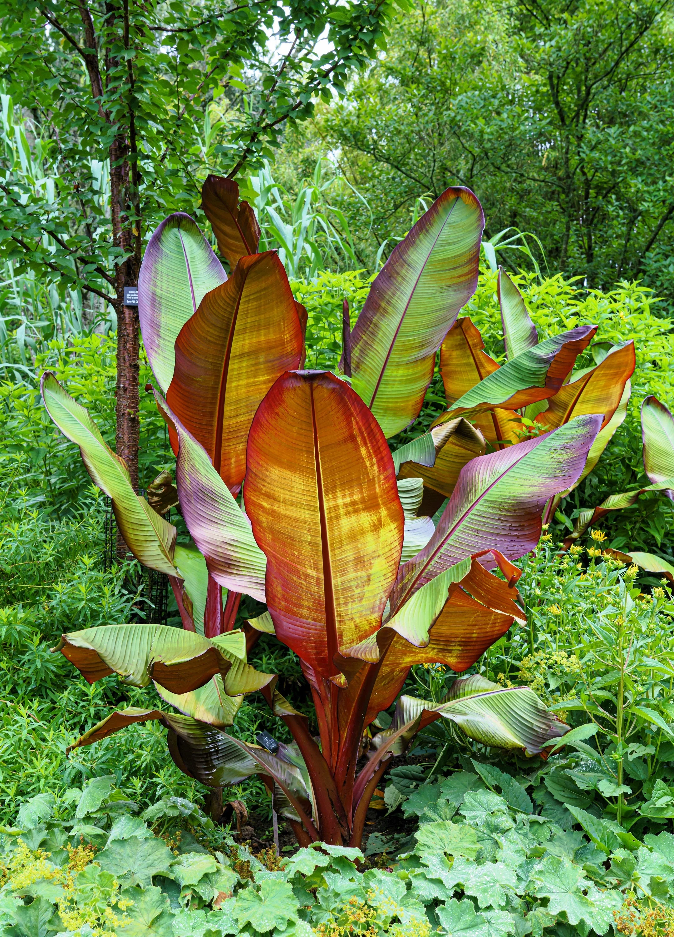 5 RED ABYSSINIAN BANANA Musa Ensete Ventricosum Flowering Fruit Tree Seeds - Image 13