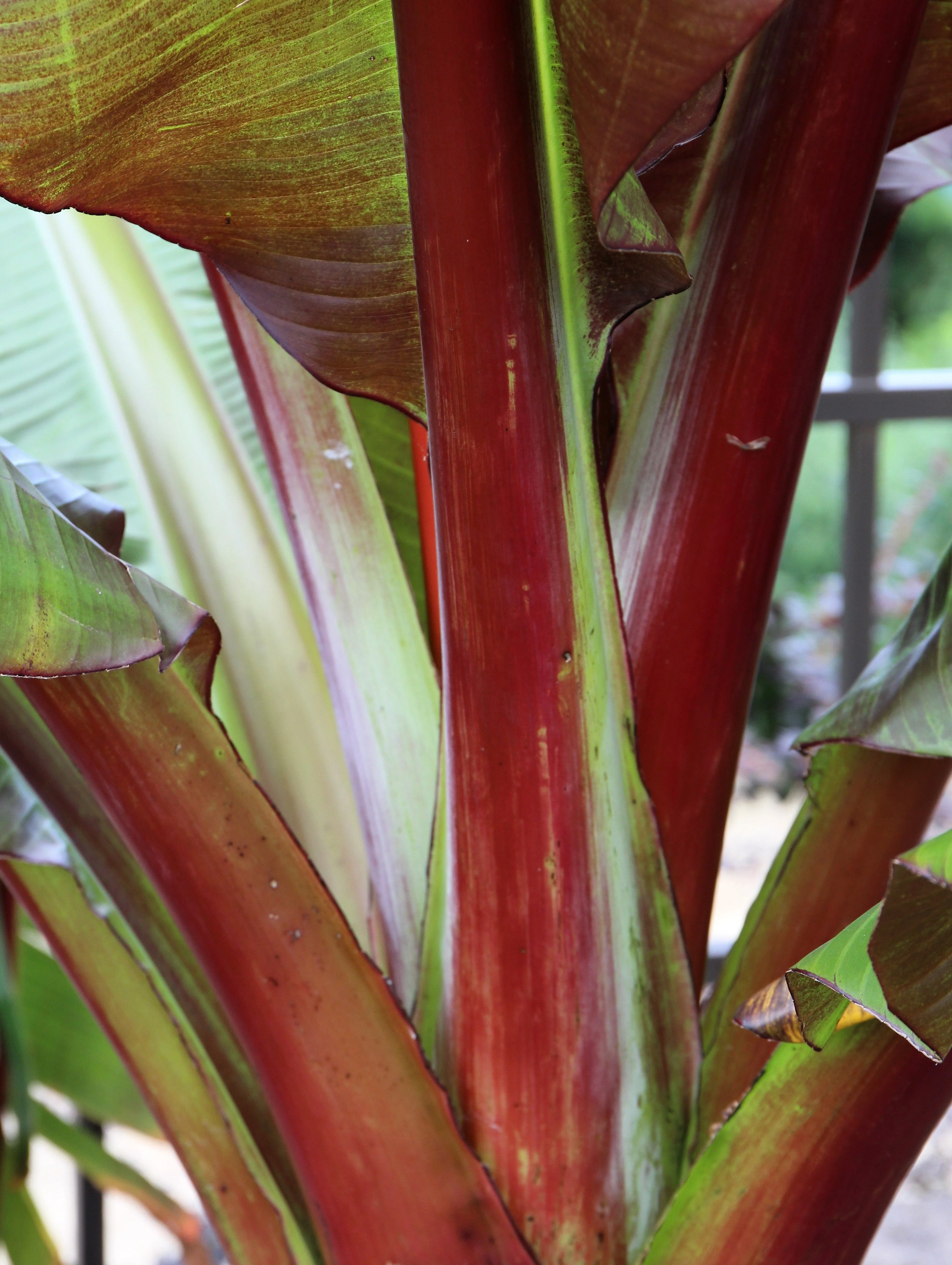 5 RED ABYSSINIAN BANANA Musa Ensete Ventricosum Flowering Fruit Tree Seeds - Image 14