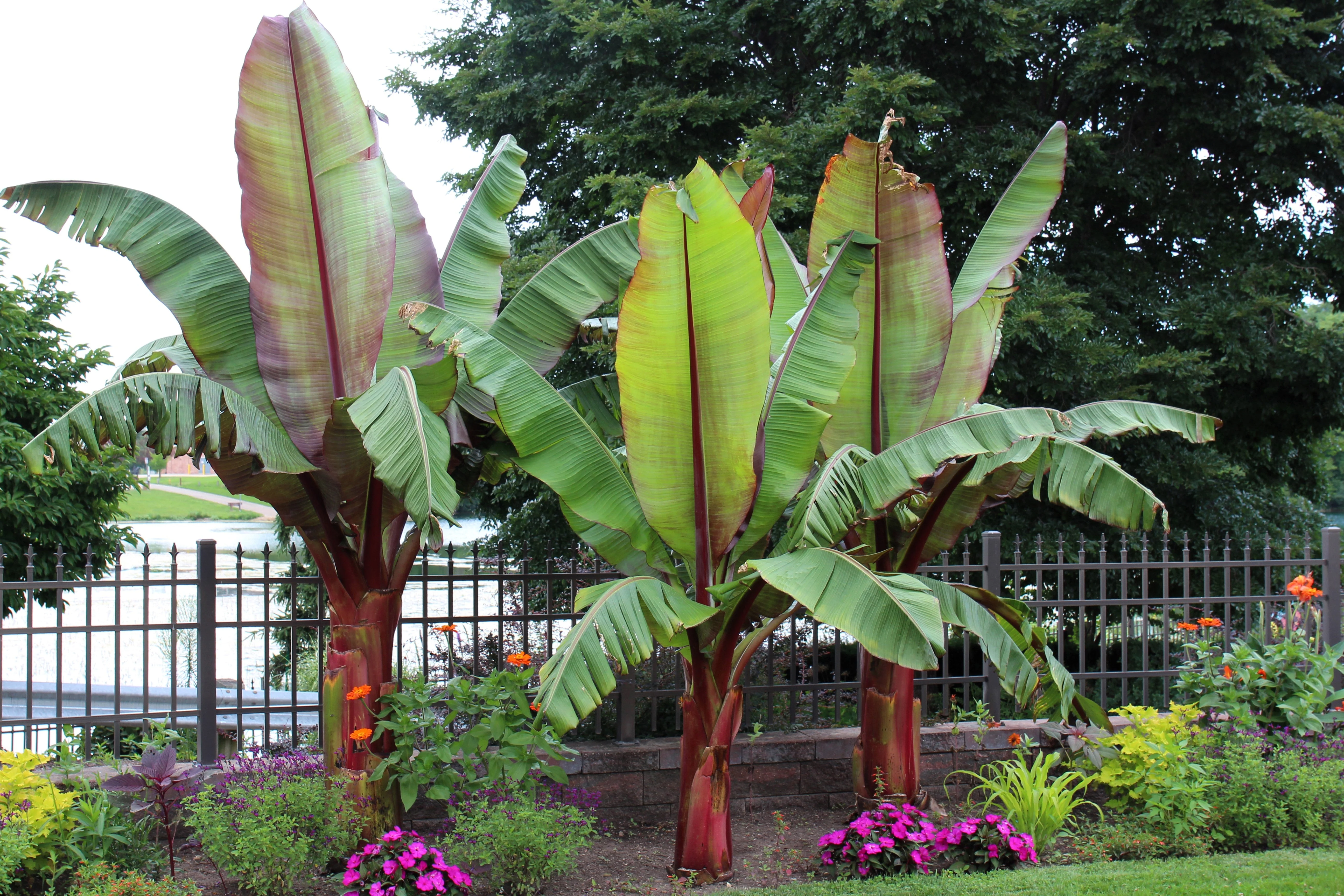 5 RED ABYSSINIAN BANANA Musa Ensete Ventricosum Flowering Fruit Tree Seeds - Image 2
