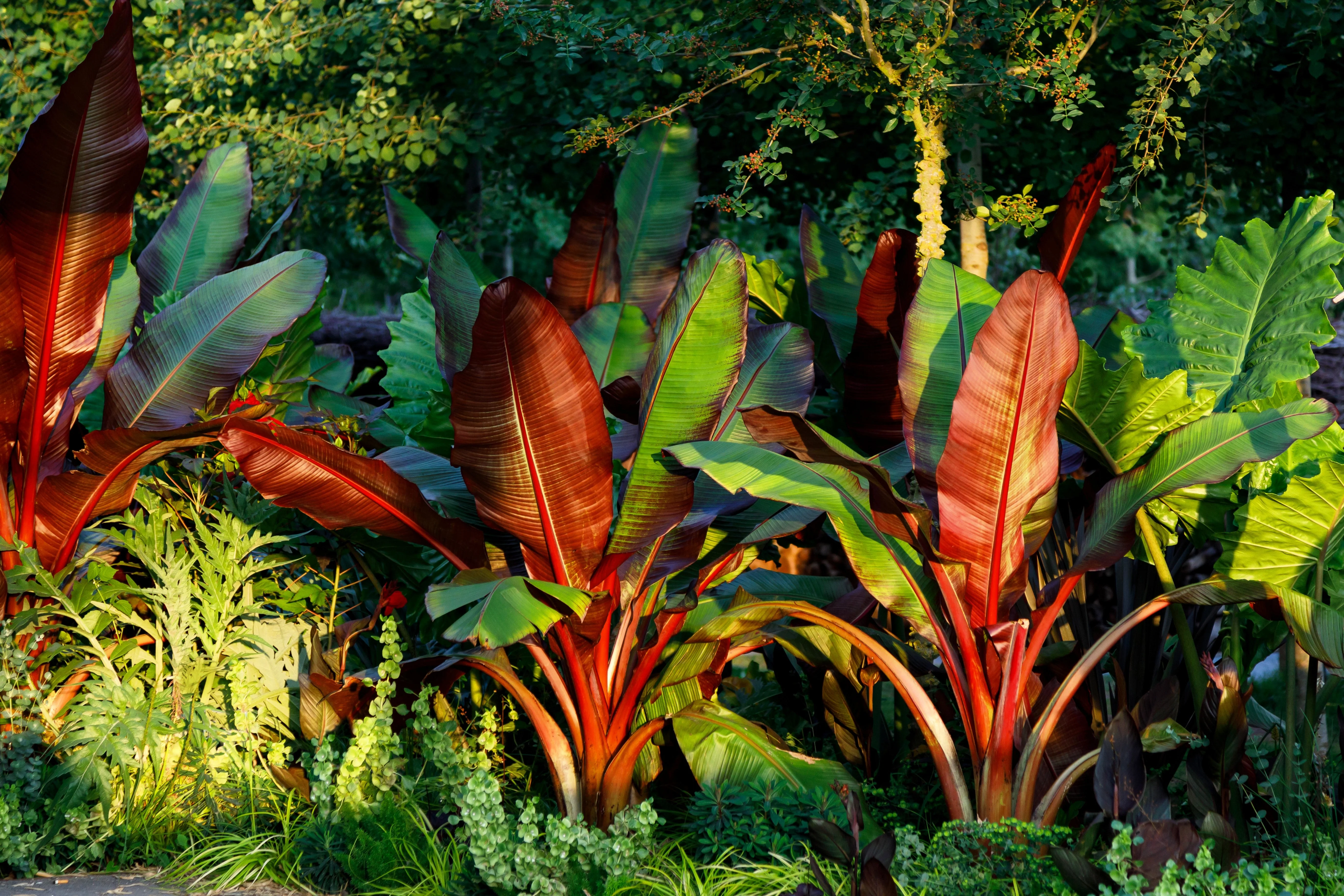 5 RED ABYSSINIAN BANANA Musa Ensete Ventricosum Flowering Fruit Tree Seeds - Image 4