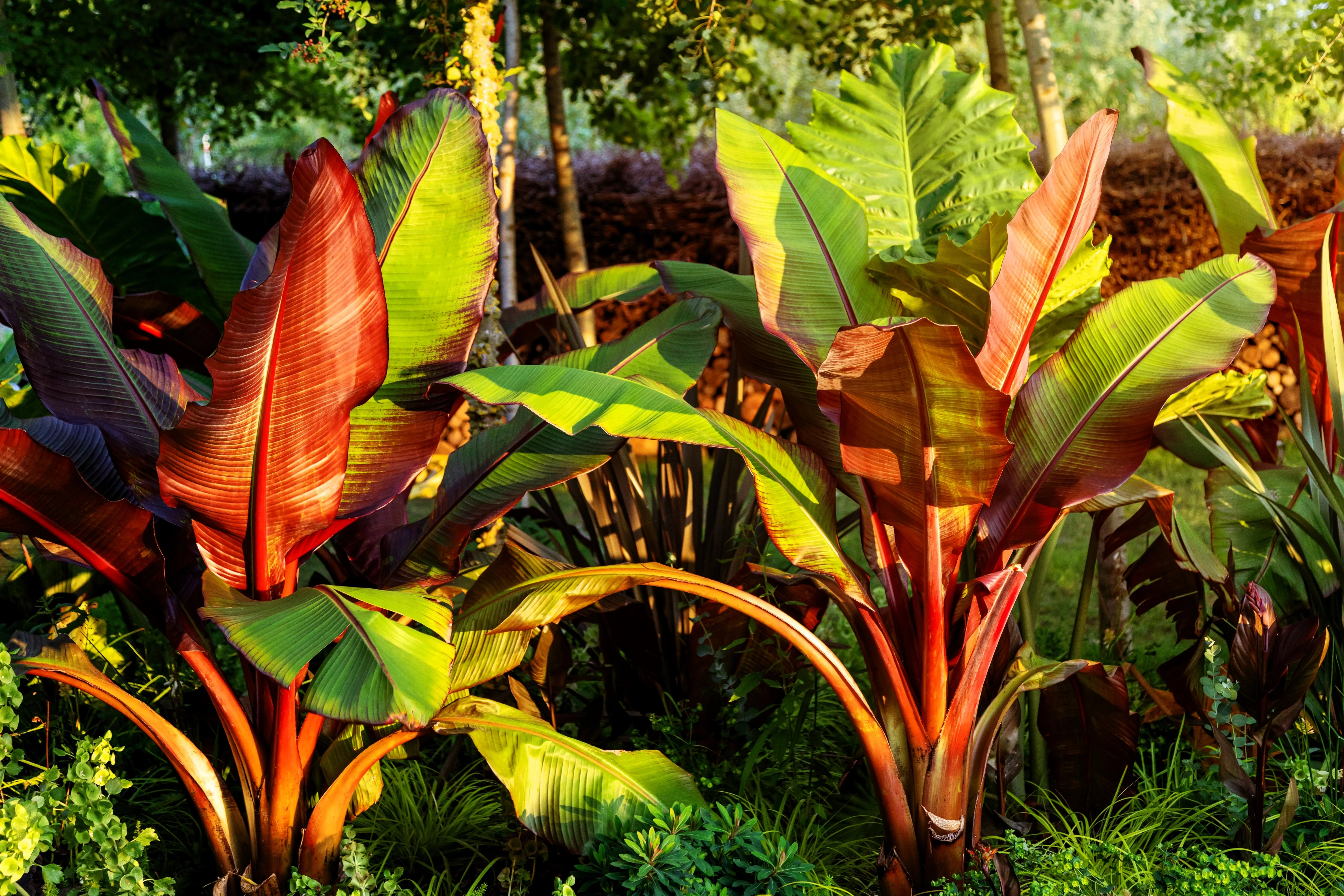 5 RED ABYSSINIAN BANANA Musa Ensete Ventricosum Flowering Fruit Tree Seeds - Image 5