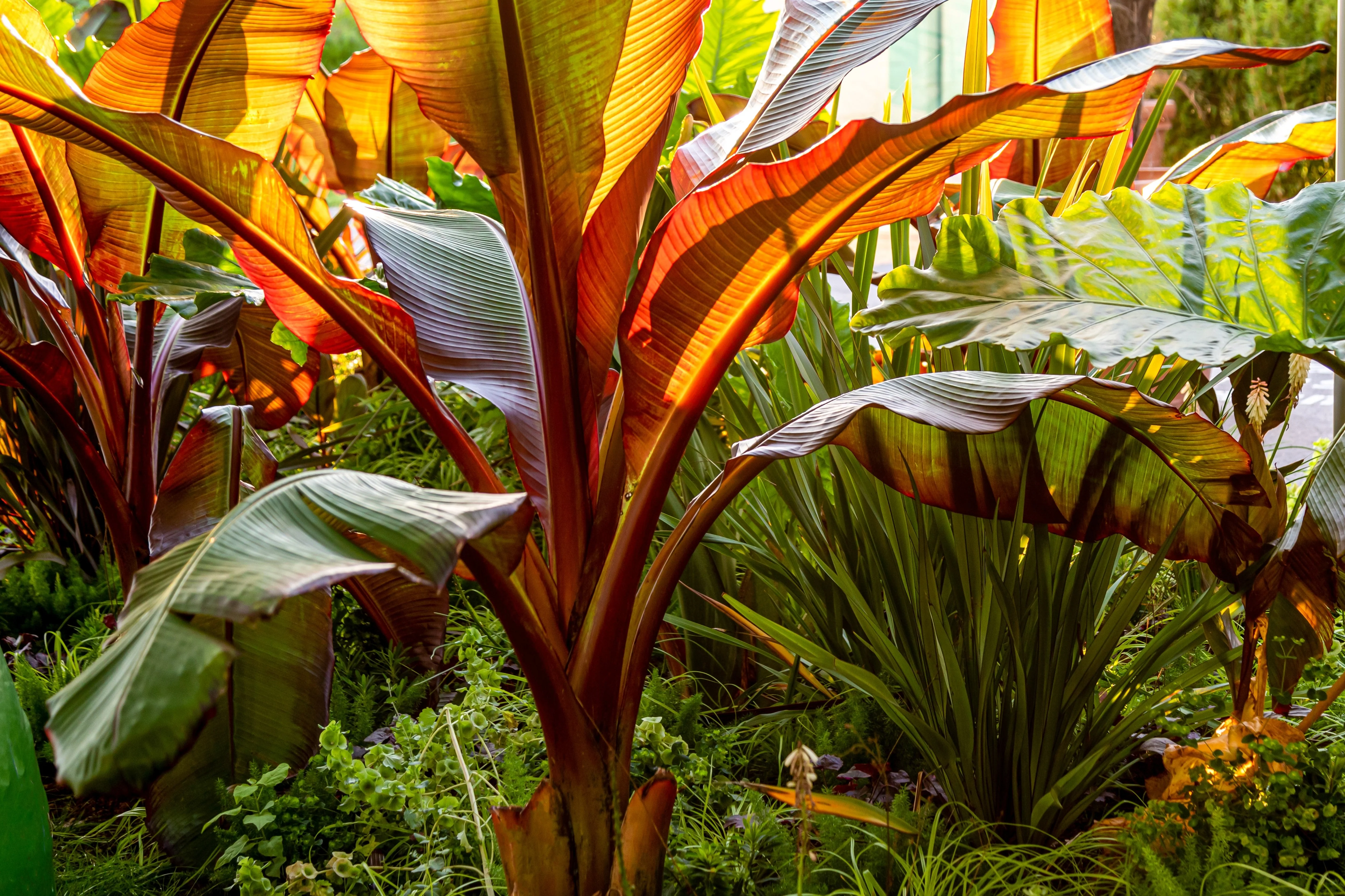 5 RED ABYSSINIAN BANANA Musa Ensete Ventricosum Flowering Fruit Tree Seeds - Image 6