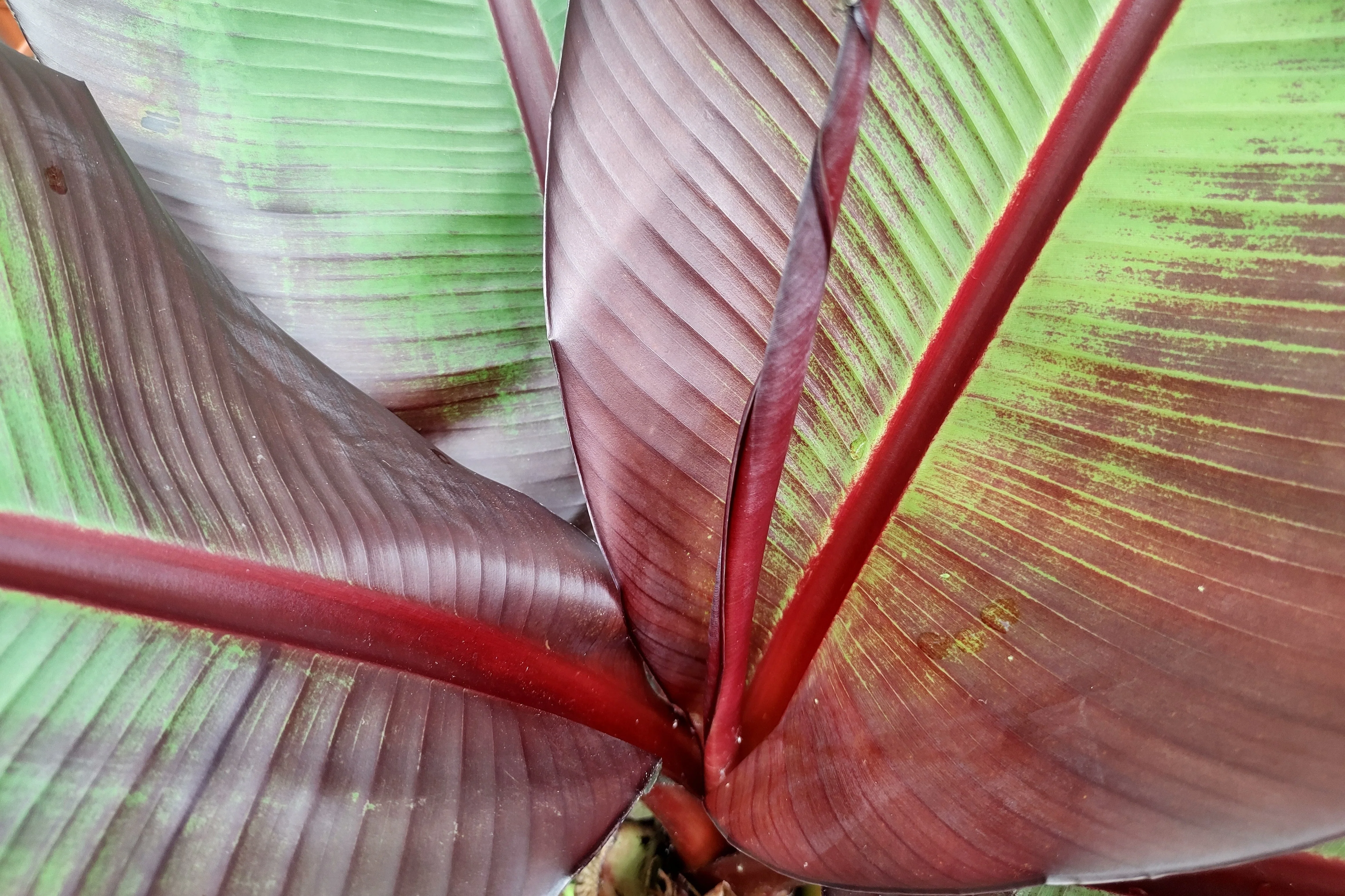 5 RED ABYSSINIAN BANANA Musa Ensete Ventricosum Flowering Fruit Tree Seeds - Image 7