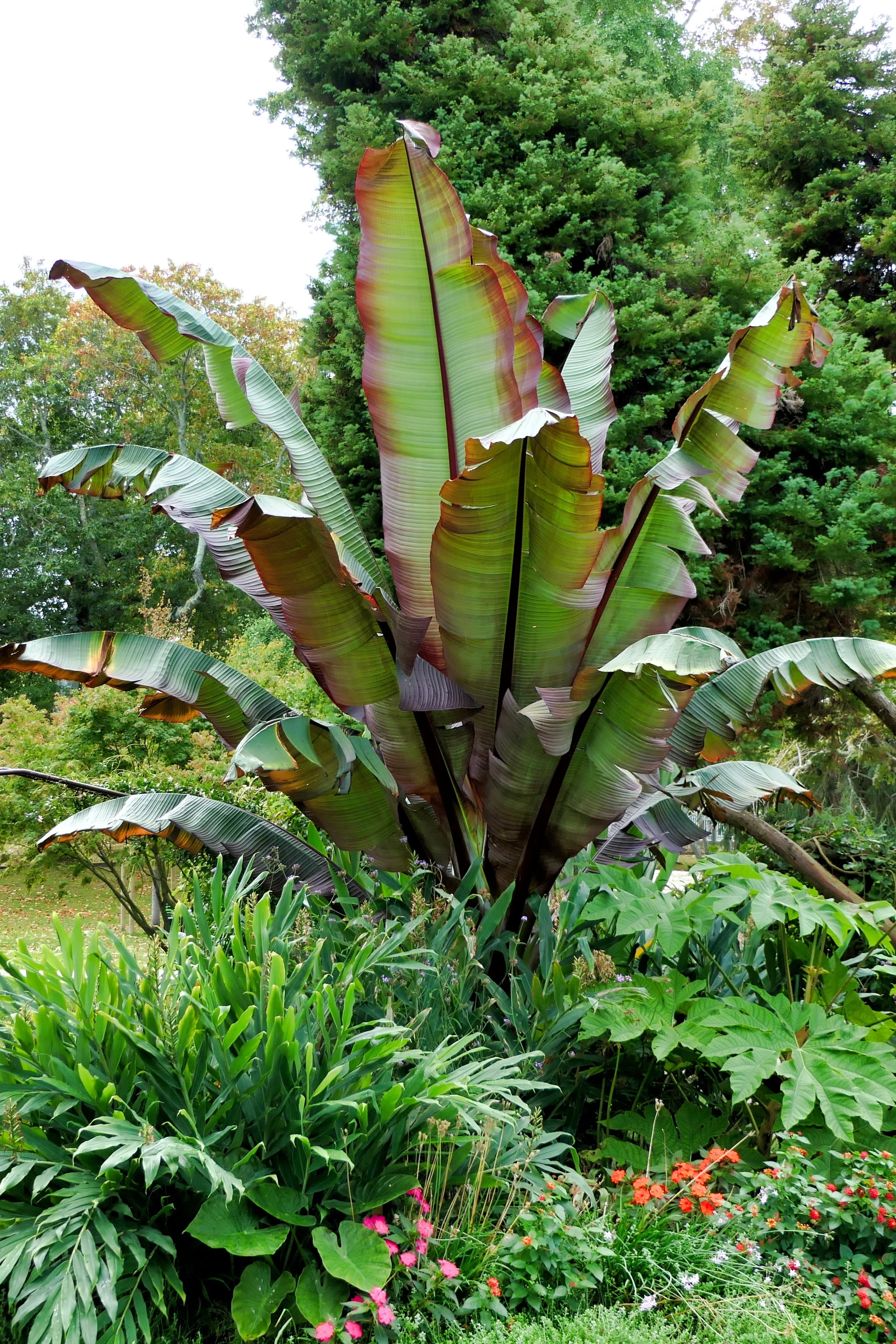 5 RED ABYSSINIAN BANANA Musa Ensete Ventricosum Flowering Fruit Tree Seeds - Image 8