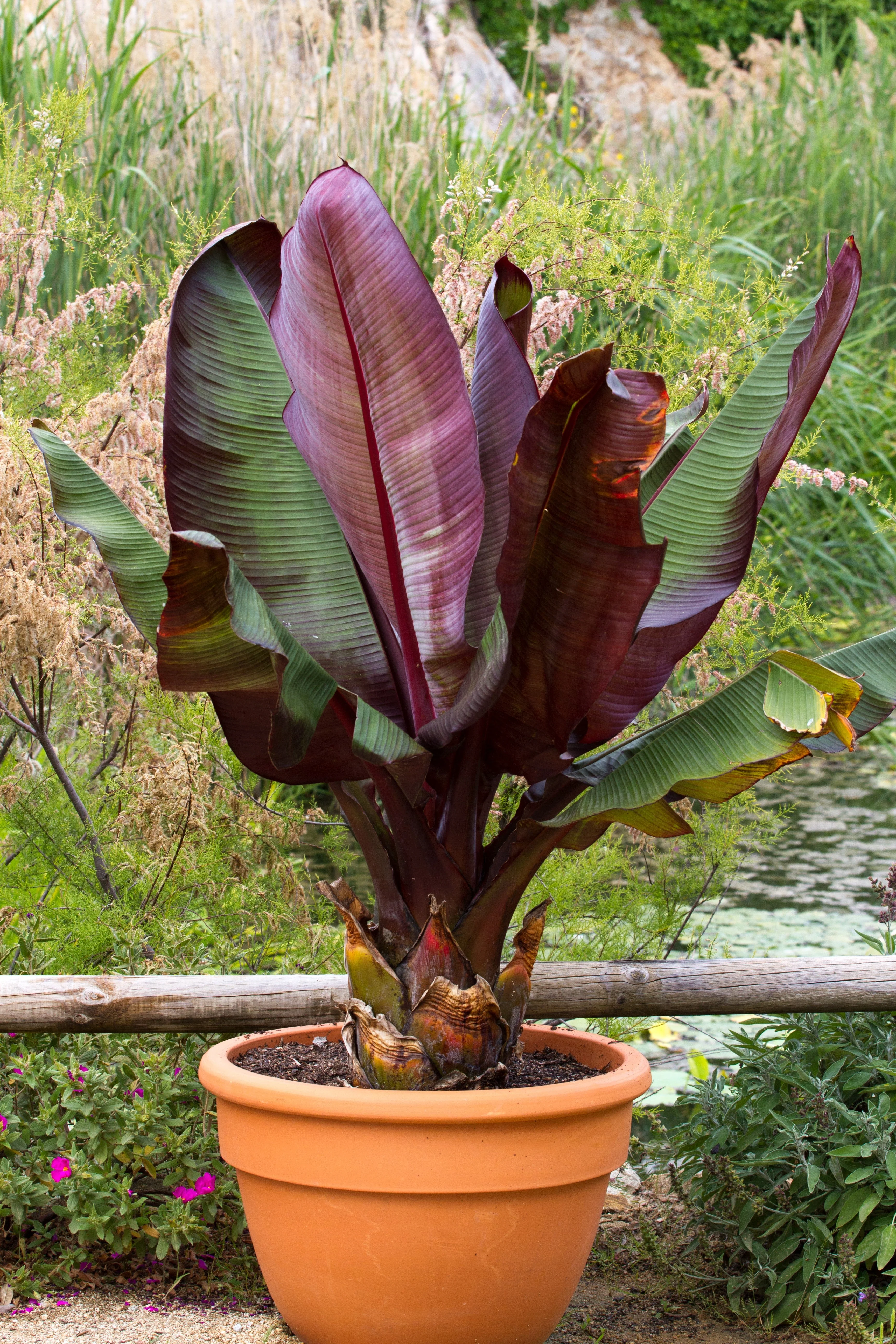 5 RED ABYSSINIAN BANANA Musa Ensete Ventricosum Flowering Fruit Tree Seeds - Image 9