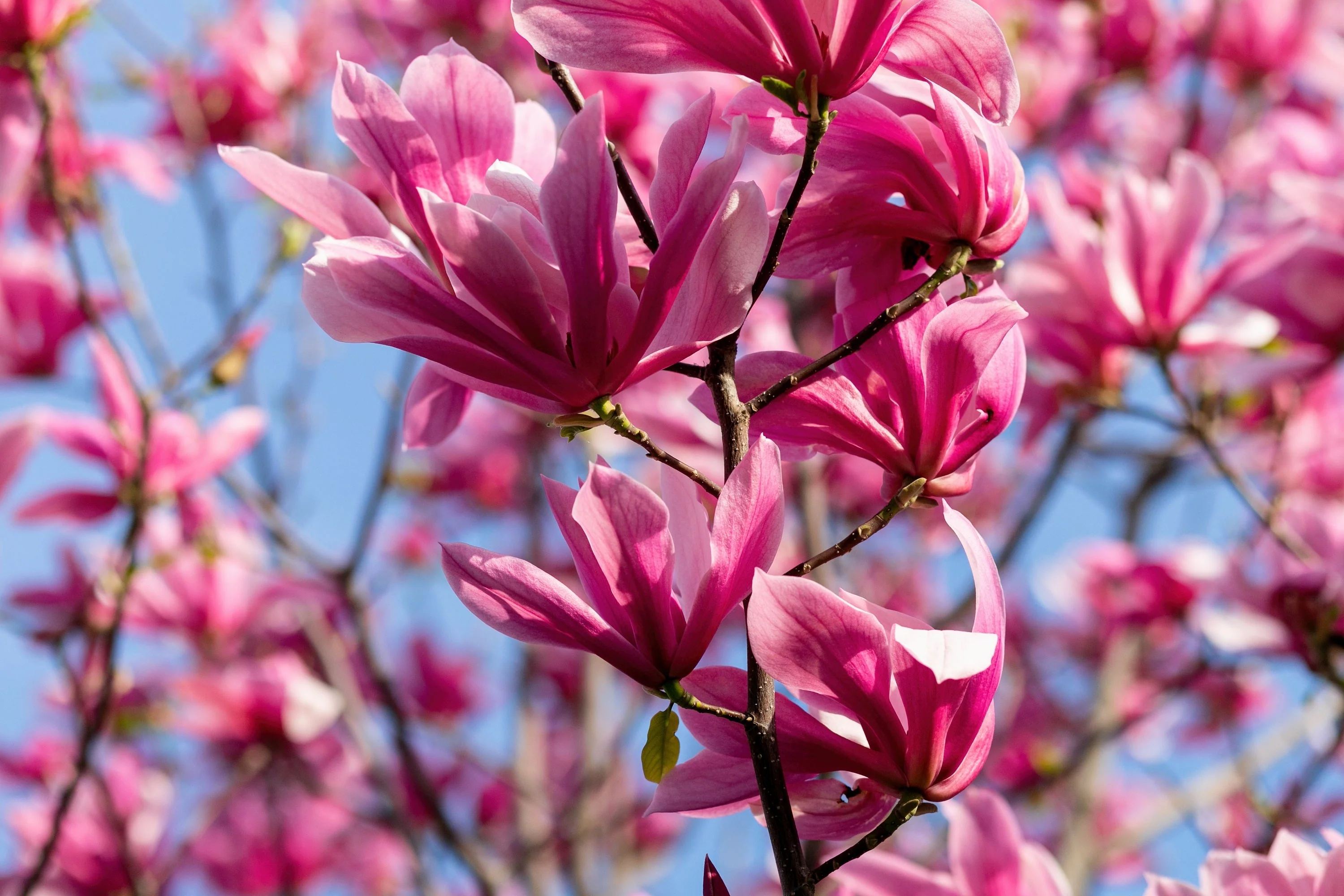 5 SAUCER MAGNOLIA x Soulangeana Denudata & Liliiflora 5 - 10" Pink & White Flower Tulip Tree Seeds - Image 10