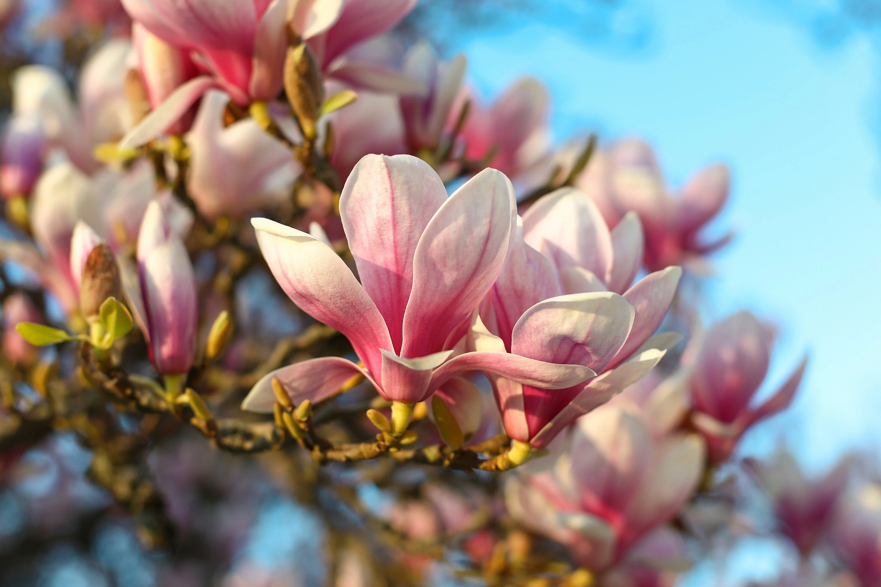 5 SAUCER MAGNOLIA x Soulangeana Denudata & Liliiflora 5 - 10" Pink & White Flower Tulip Tree Seeds - Image 11