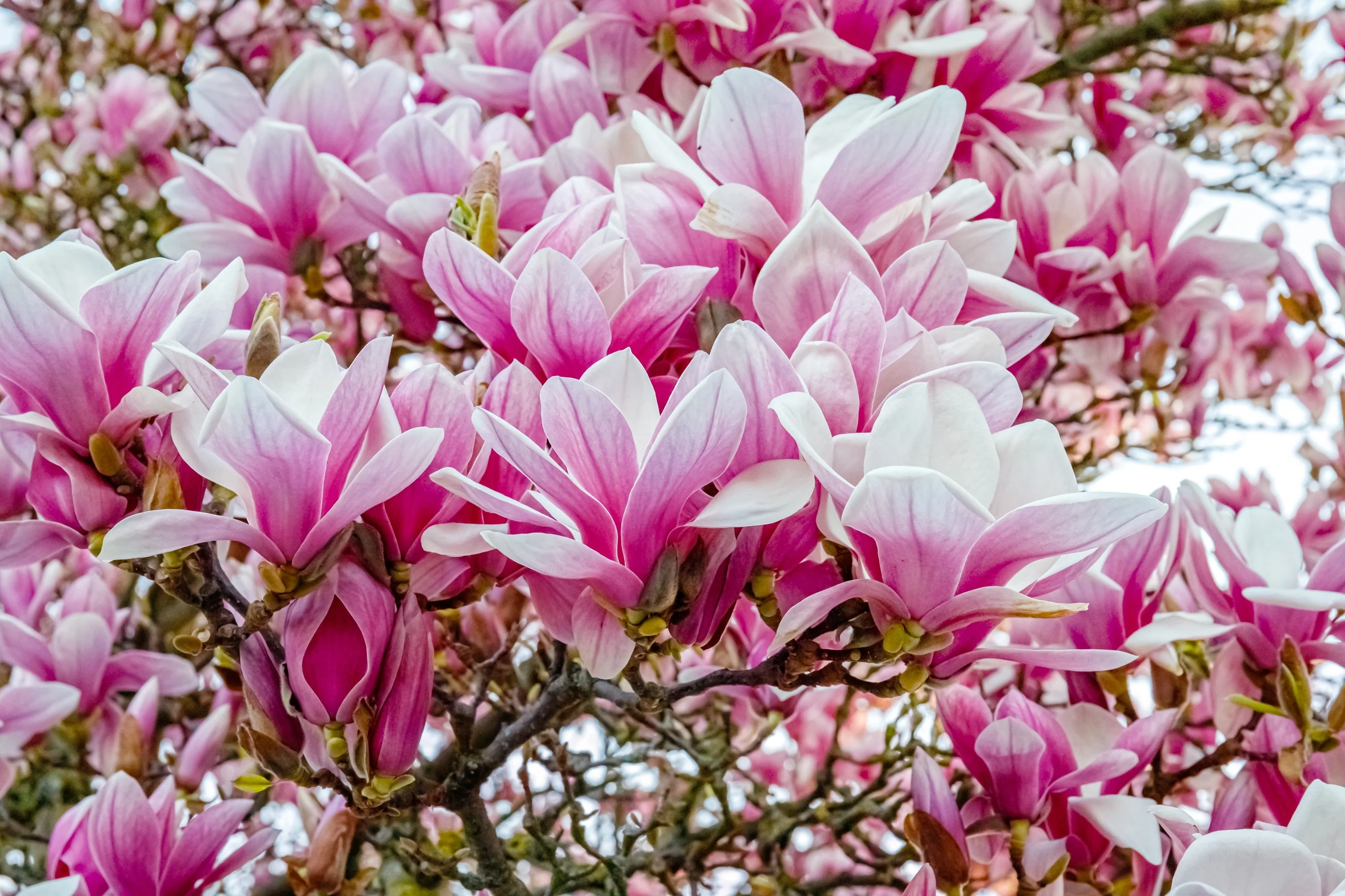 5 SAUCER MAGNOLIA x Soulangeana Denudata & Liliiflora 5 - 10" Pink & White Flower Tulip Tree Seeds - Image 12