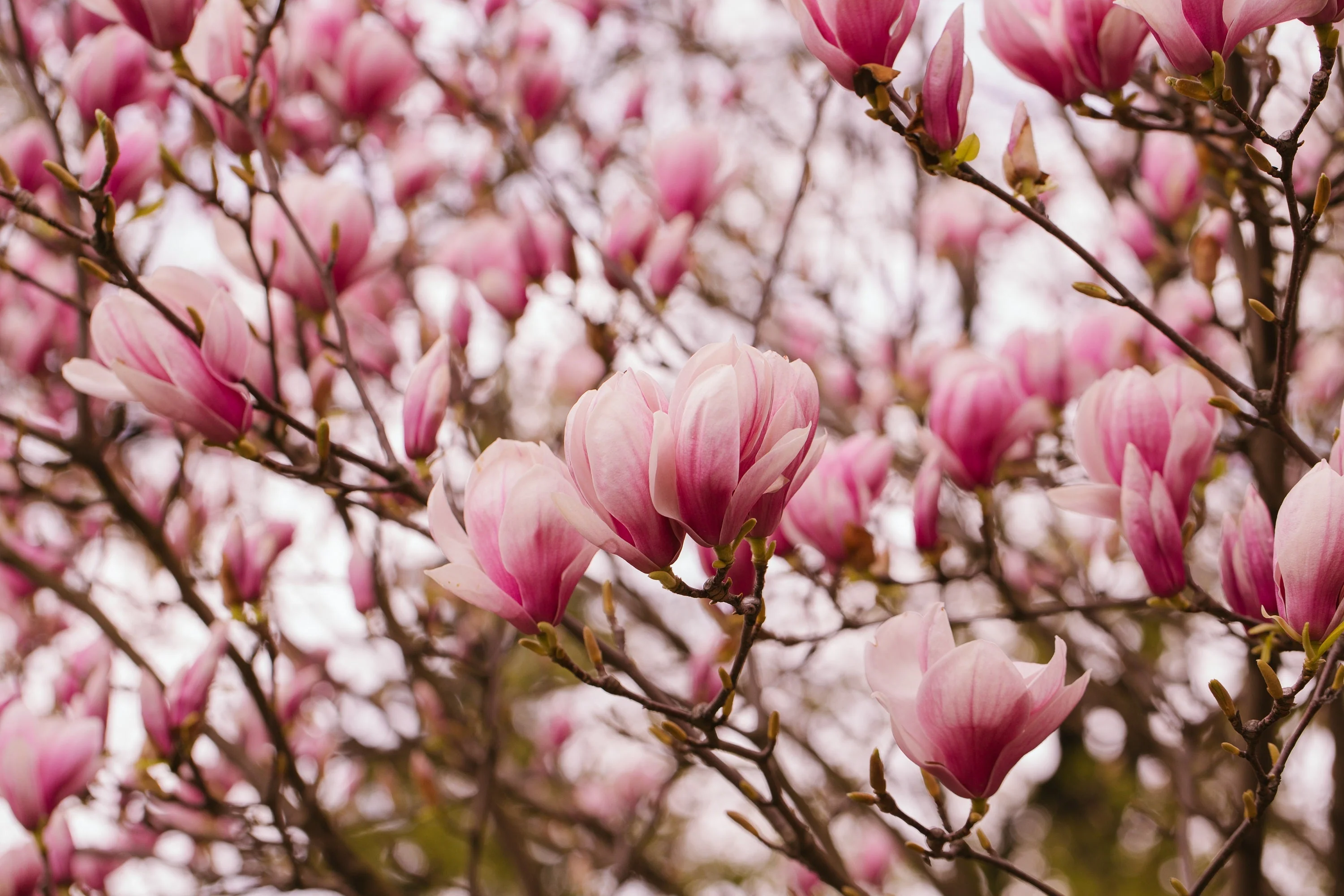 5 SAUCER MAGNOLIA x Soulangeana Denudata & Liliiflora 5 - 10" Pink & White Flower Tulip Tree Seeds - Image 13