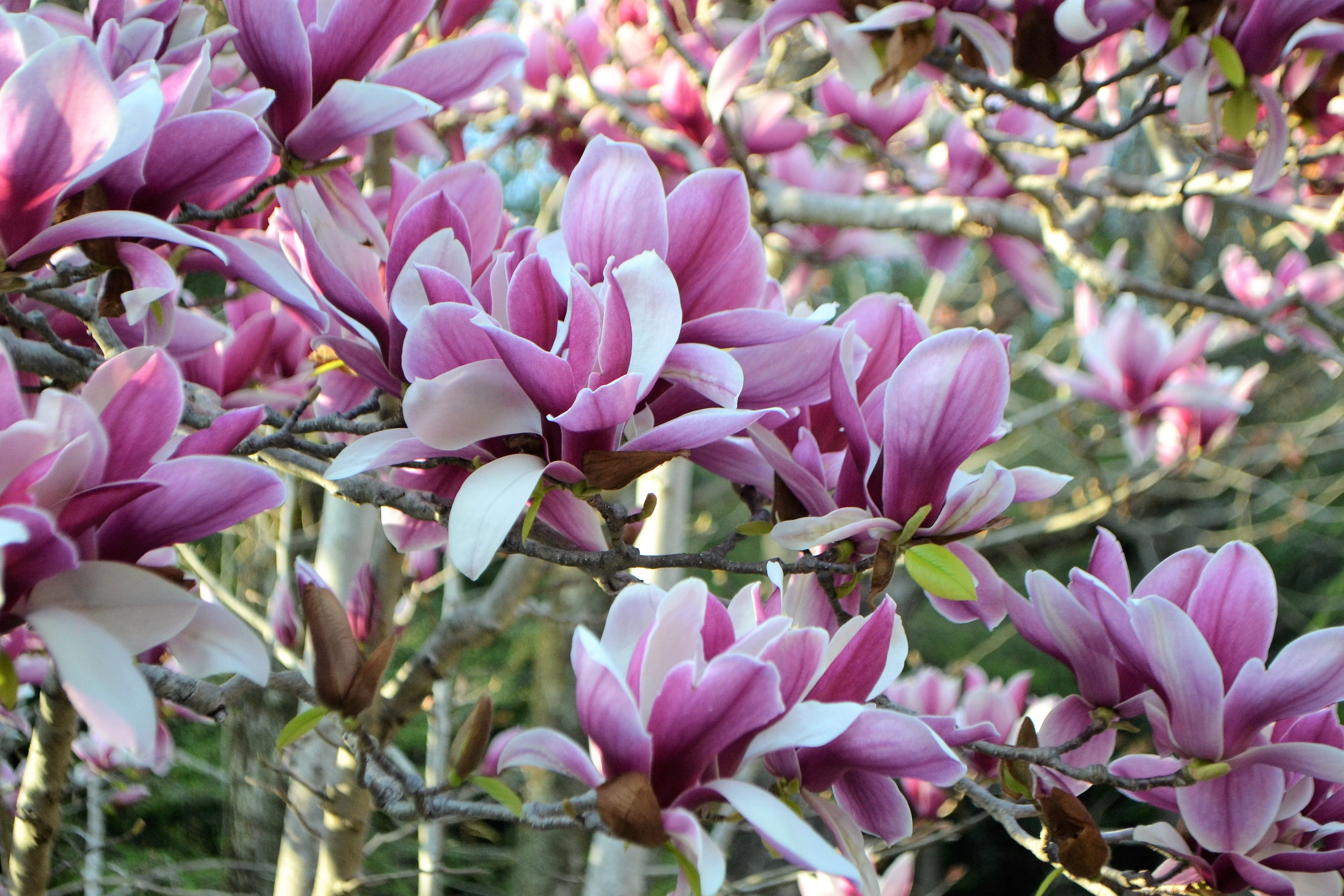 5 SAUCER MAGNOLIA x Soulangeana Denudata & Liliiflora 5 - 10" Pink & White Flower Tulip Tree Seeds - Image 14