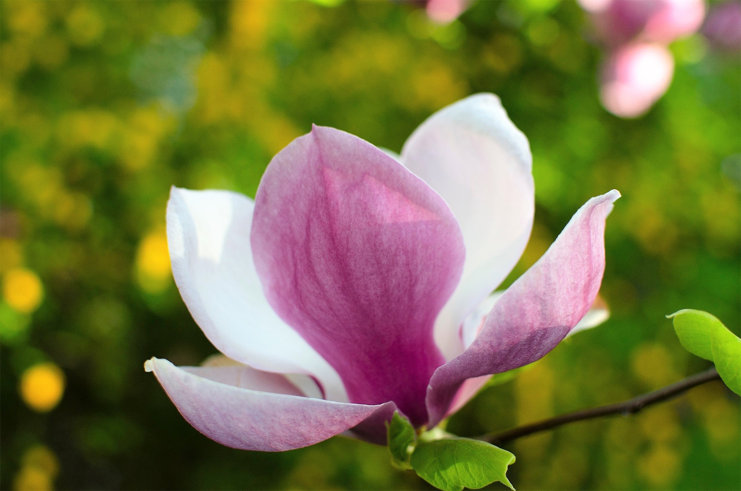 5 SAUCER MAGNOLIA x Soulangeana Denudata & Liliiflora 5 - 10" Pink & White Flower Tulip Tree Seeds - Image 15