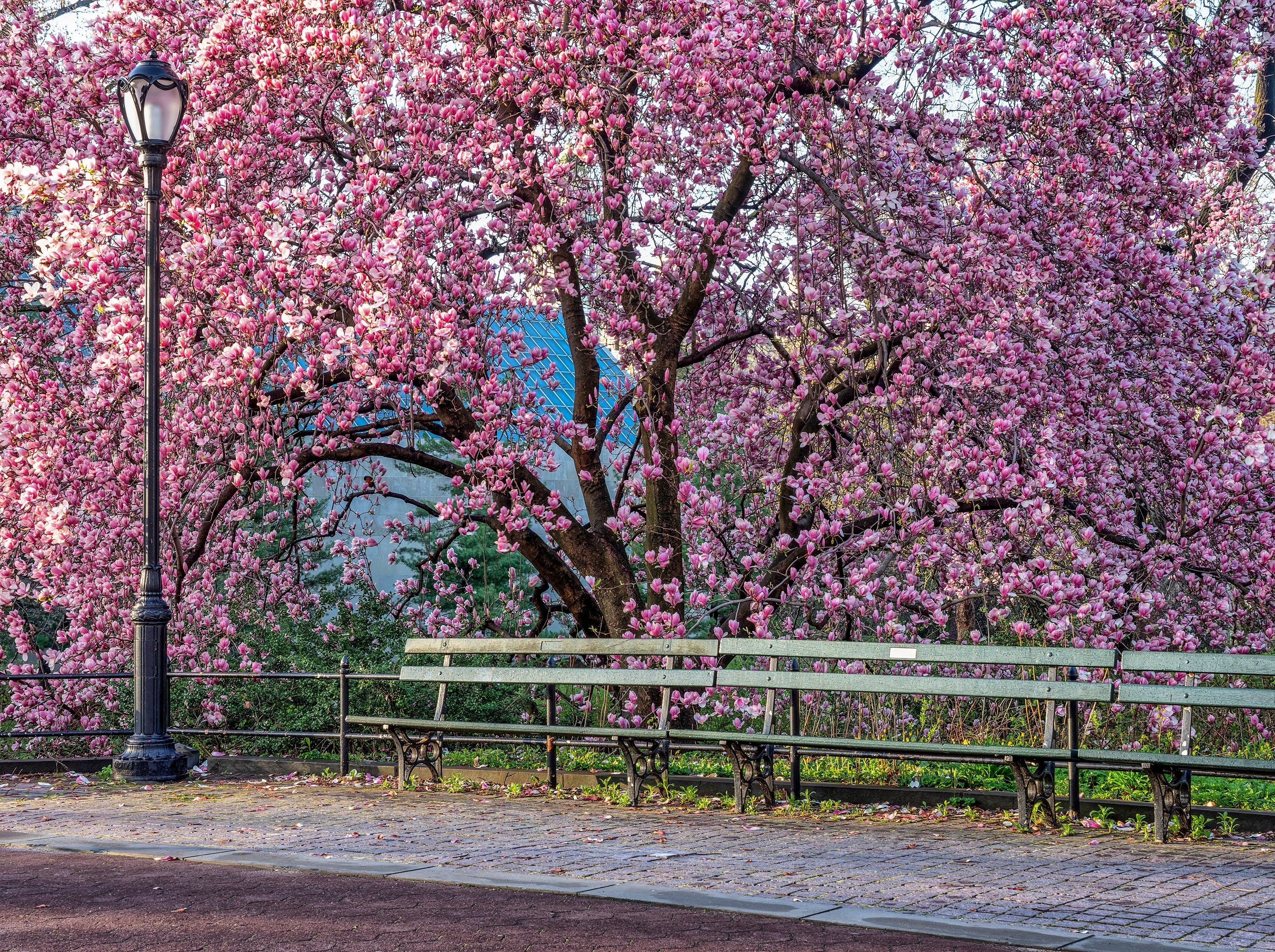 5 SAUCER MAGNOLIA x Soulangeana Denudata & Liliiflora 5 - 10" Pink & White Flower Tulip Tree Seeds - Image 16
