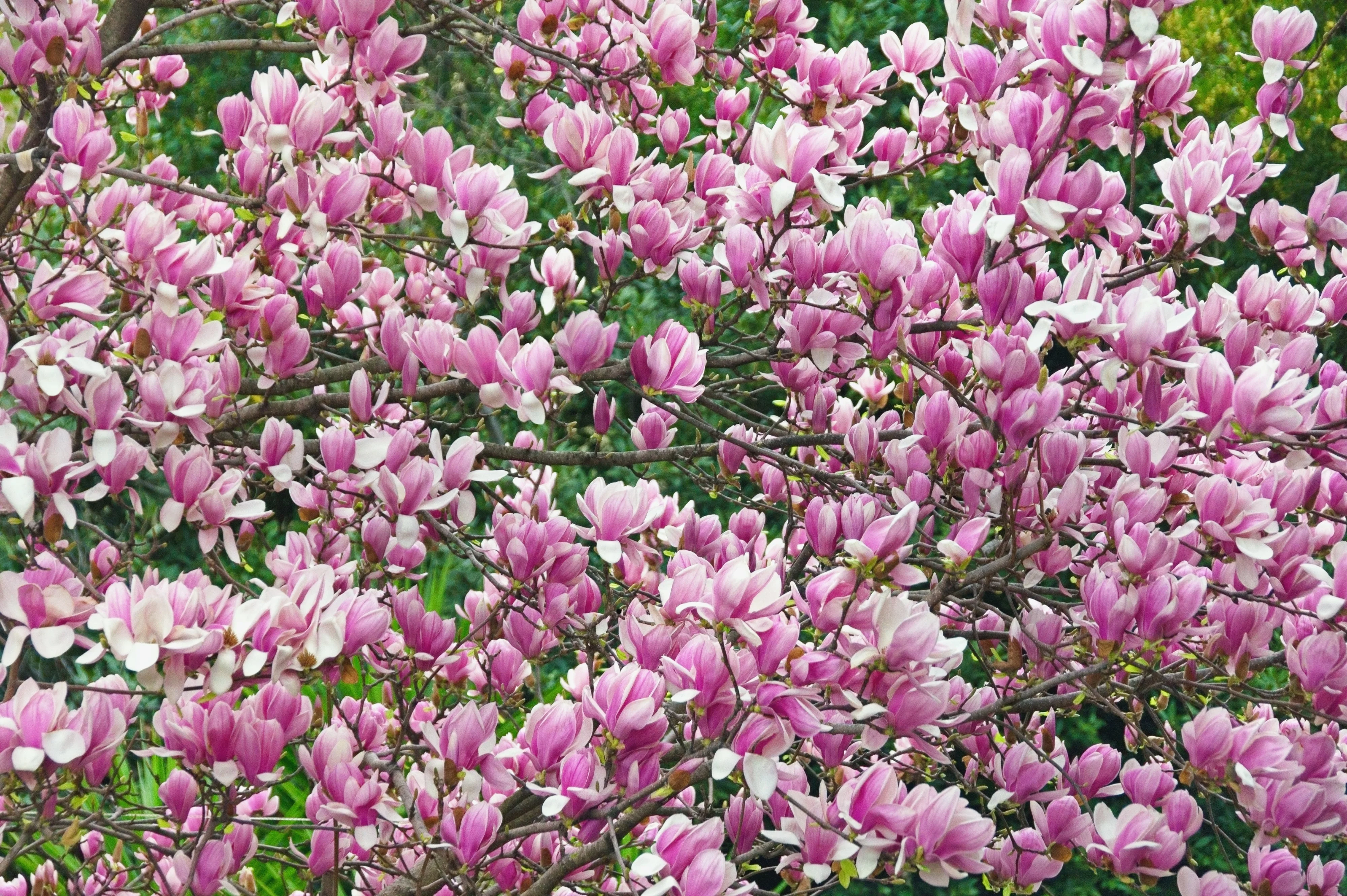 5 SAUCER MAGNOLIA x Soulangeana Denudata & Liliiflora 5 - 10" Pink & White Flower Tulip Tree Seeds - Image 2
