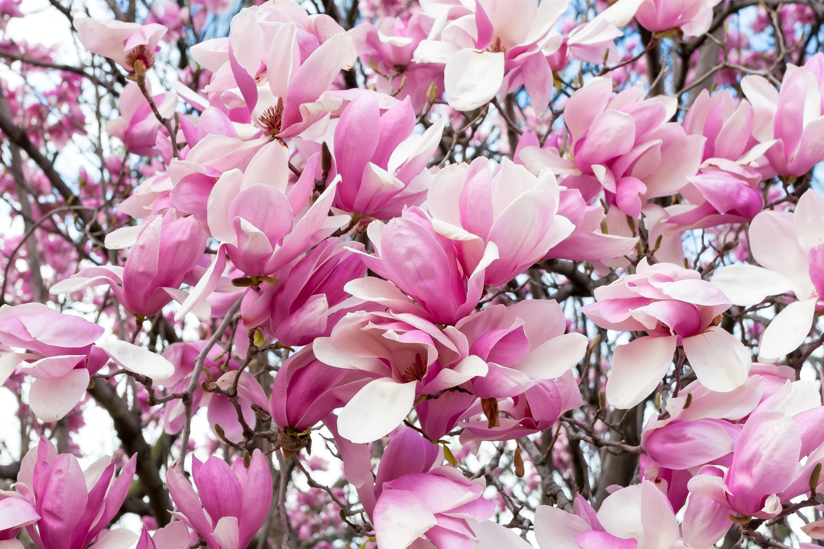 5 SAUCER MAGNOLIA x Soulangeana Denudata & Liliiflora 5 - 10" Pink & White Flower Tulip Tree Seeds - Image 3