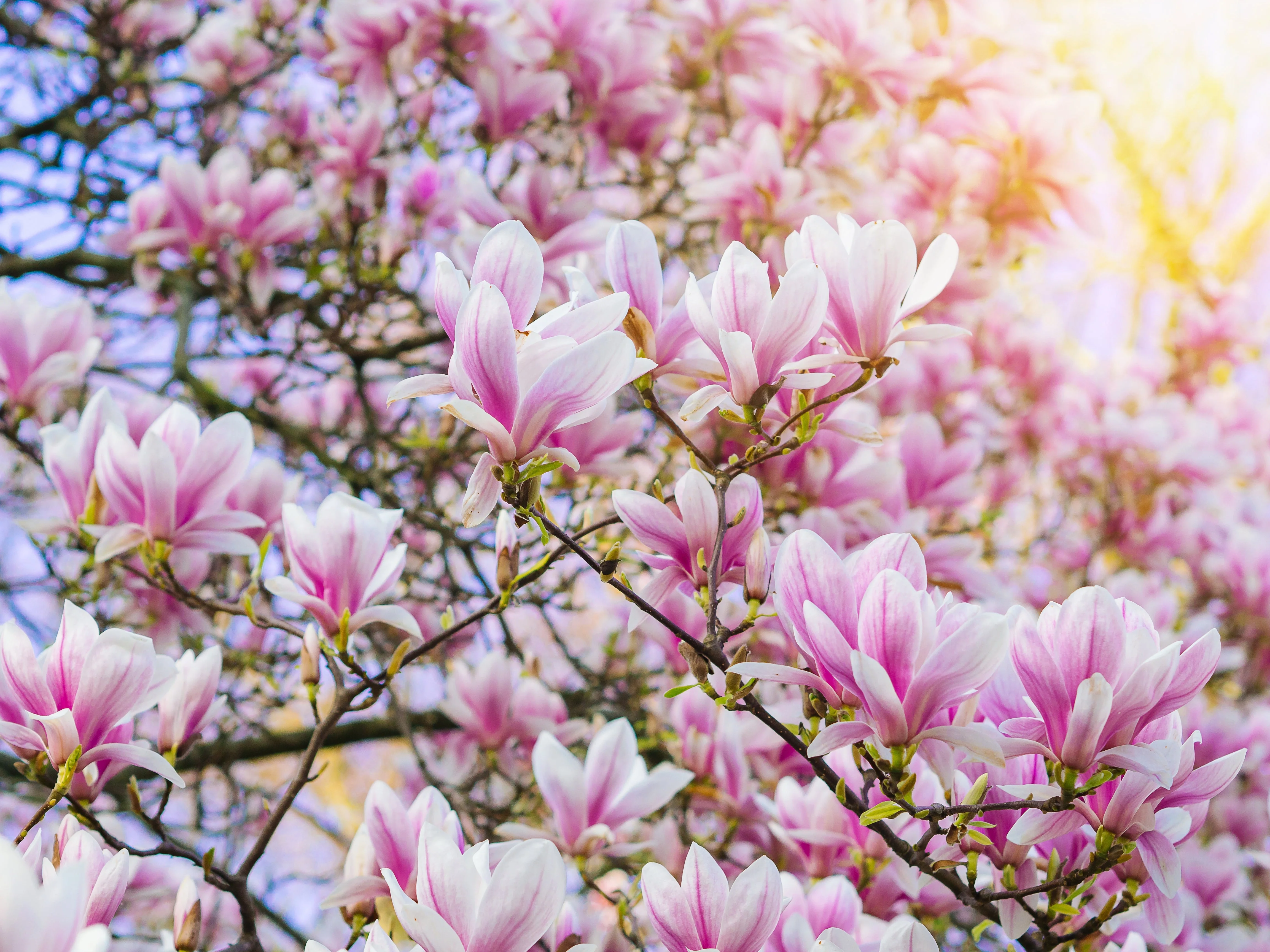 5 SAUCER MAGNOLIA x Soulangeana Denudata & Liliiflora 5 - 10" Pink & White Flower Tulip Tree Seeds - Image 4